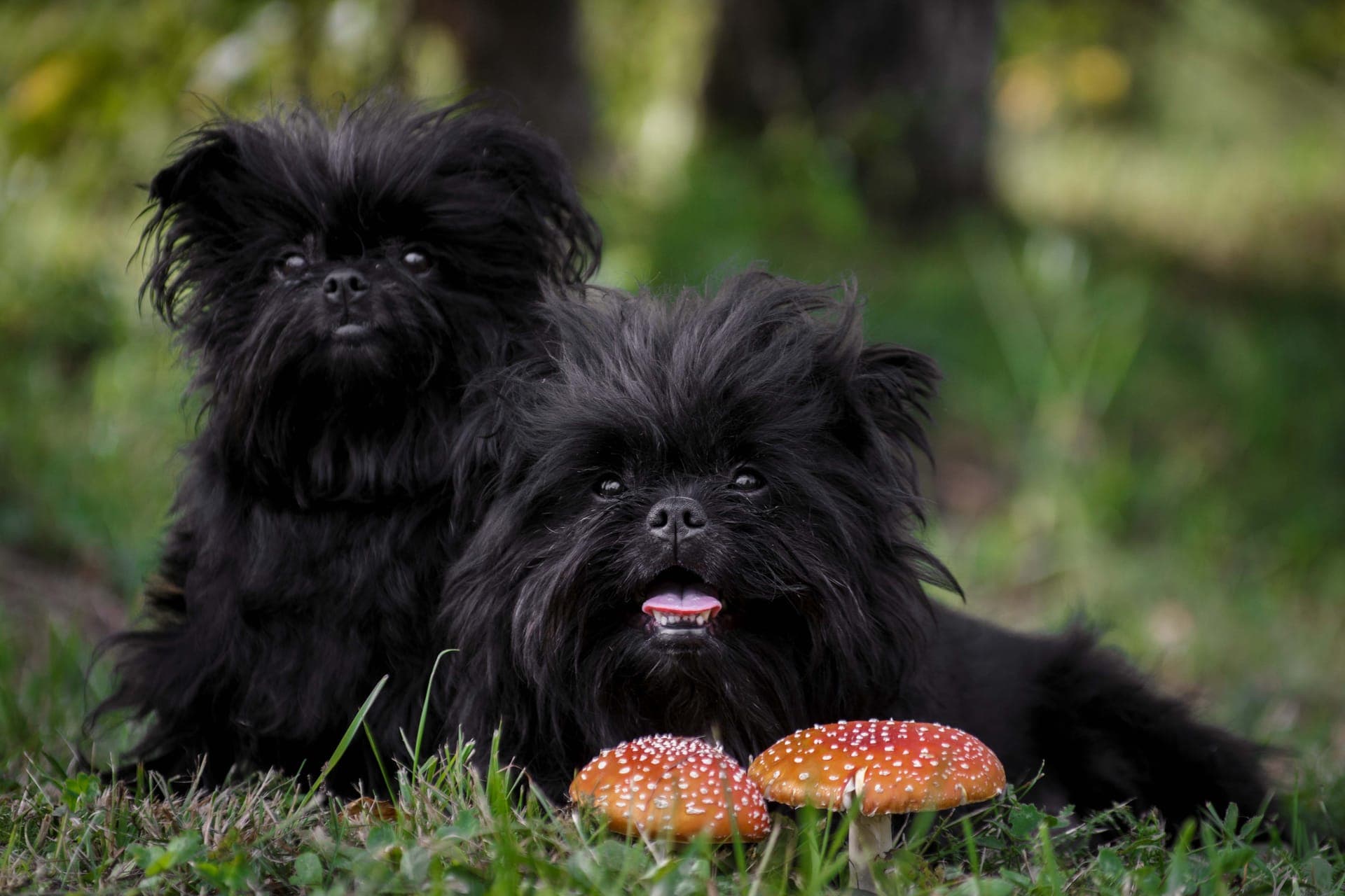 Affenpinscher bilde