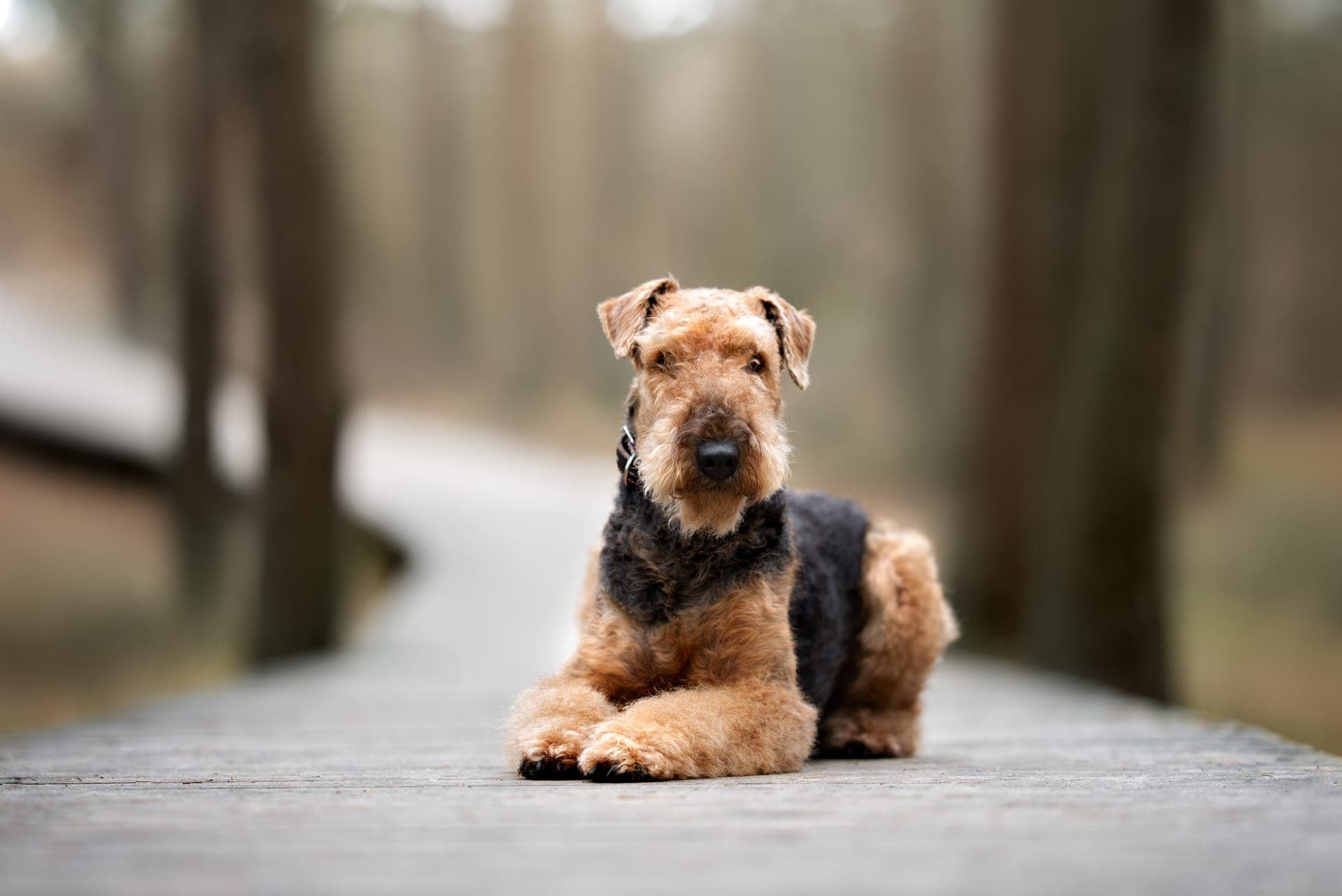 Airedale terrier bilde