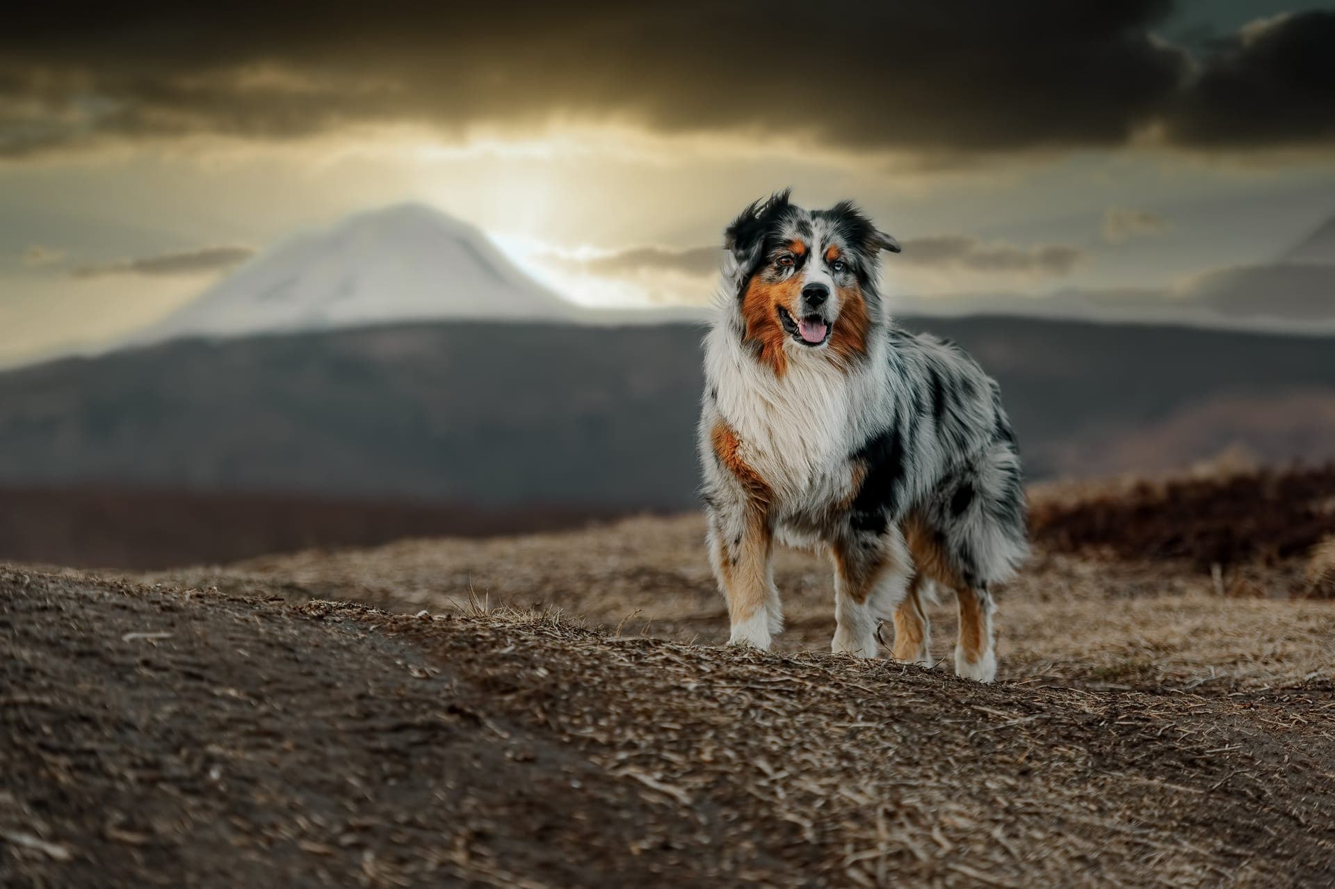 Australian shepherd bilde
