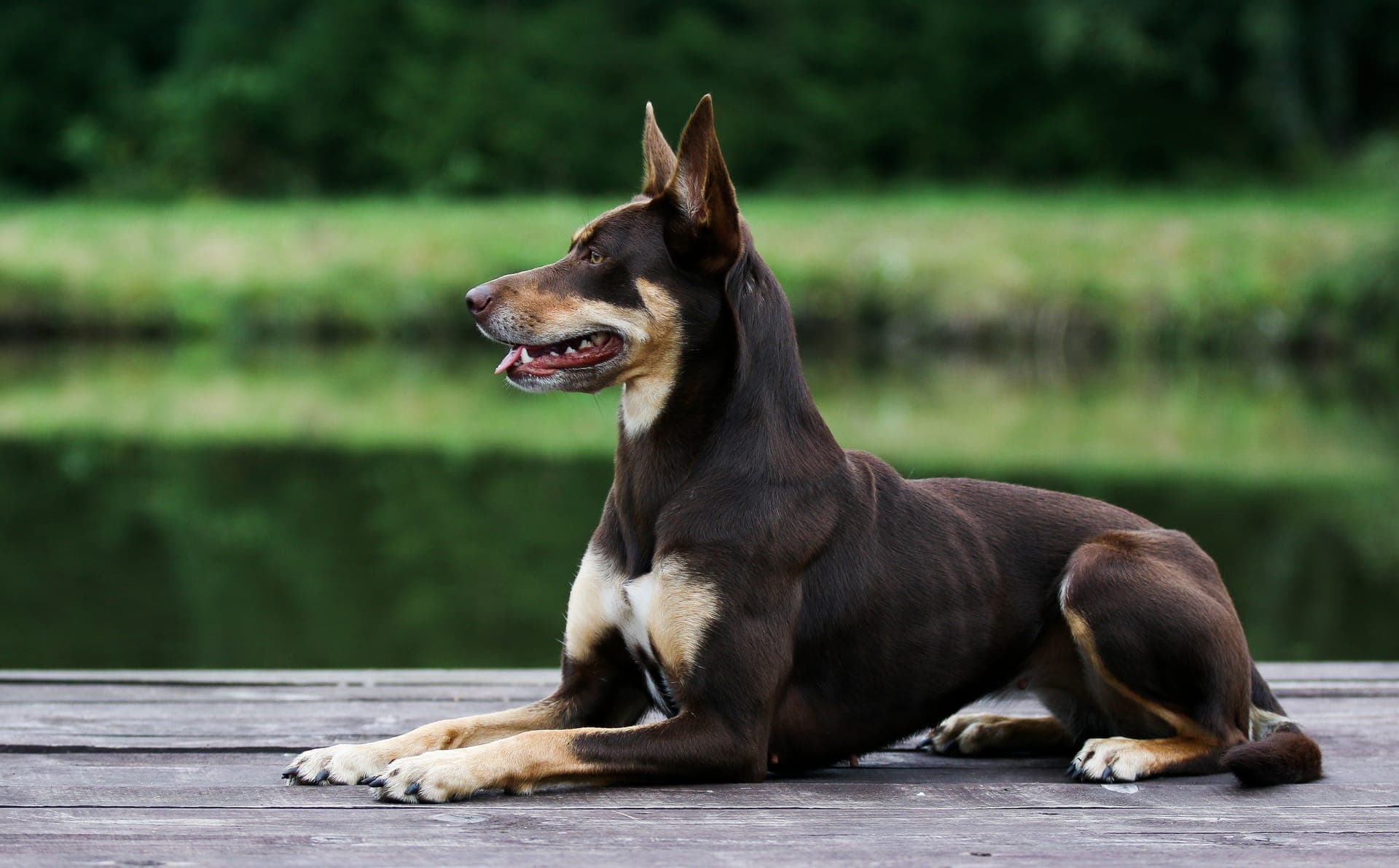 Australsk kelpie bilde