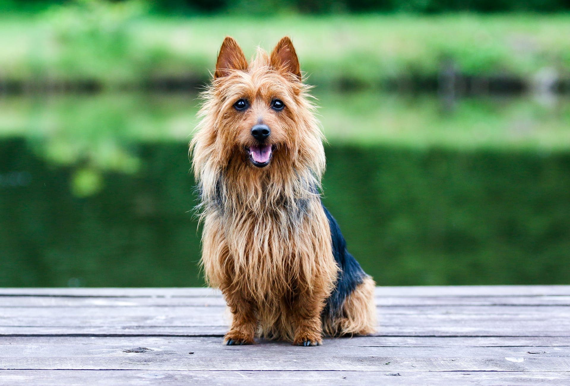 Australsk terrier bilde
