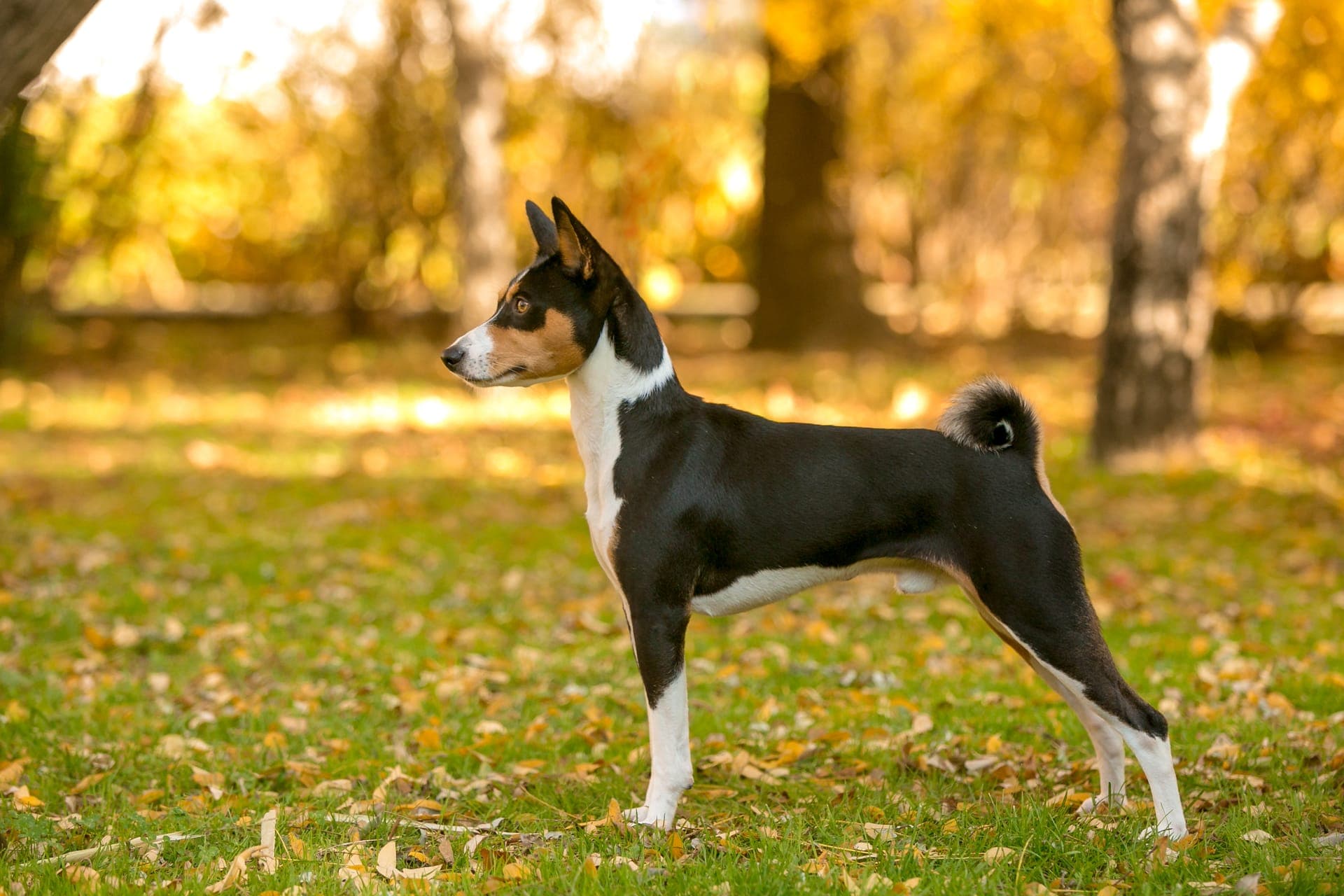 Basenji bilde