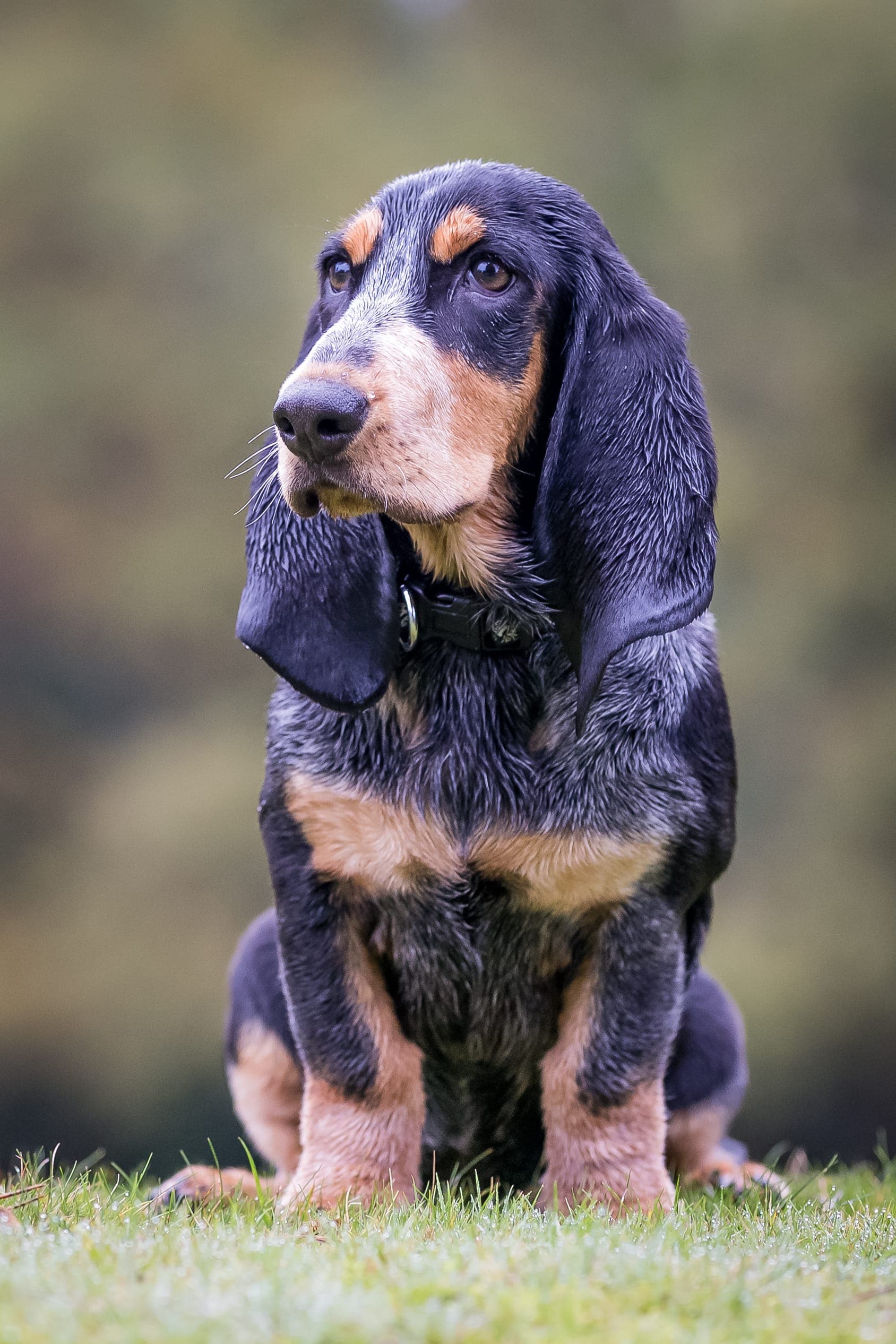Basset Bleu de Gascogne bilde