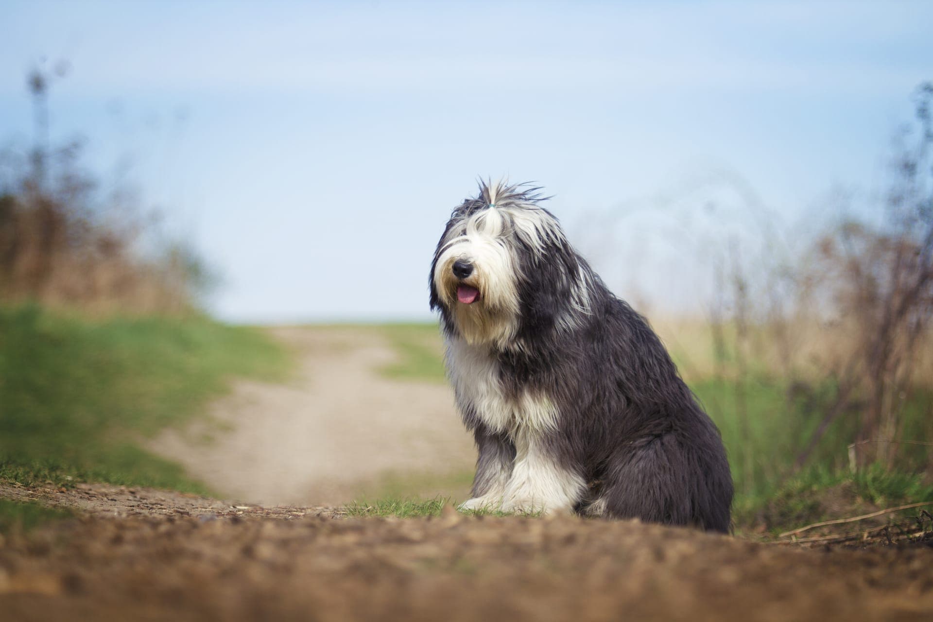 Bearded collie bilde