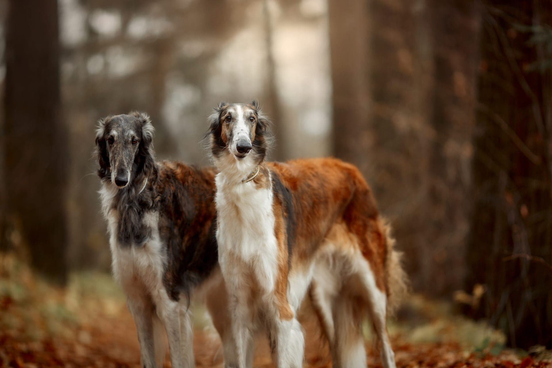 Borzoi bilde