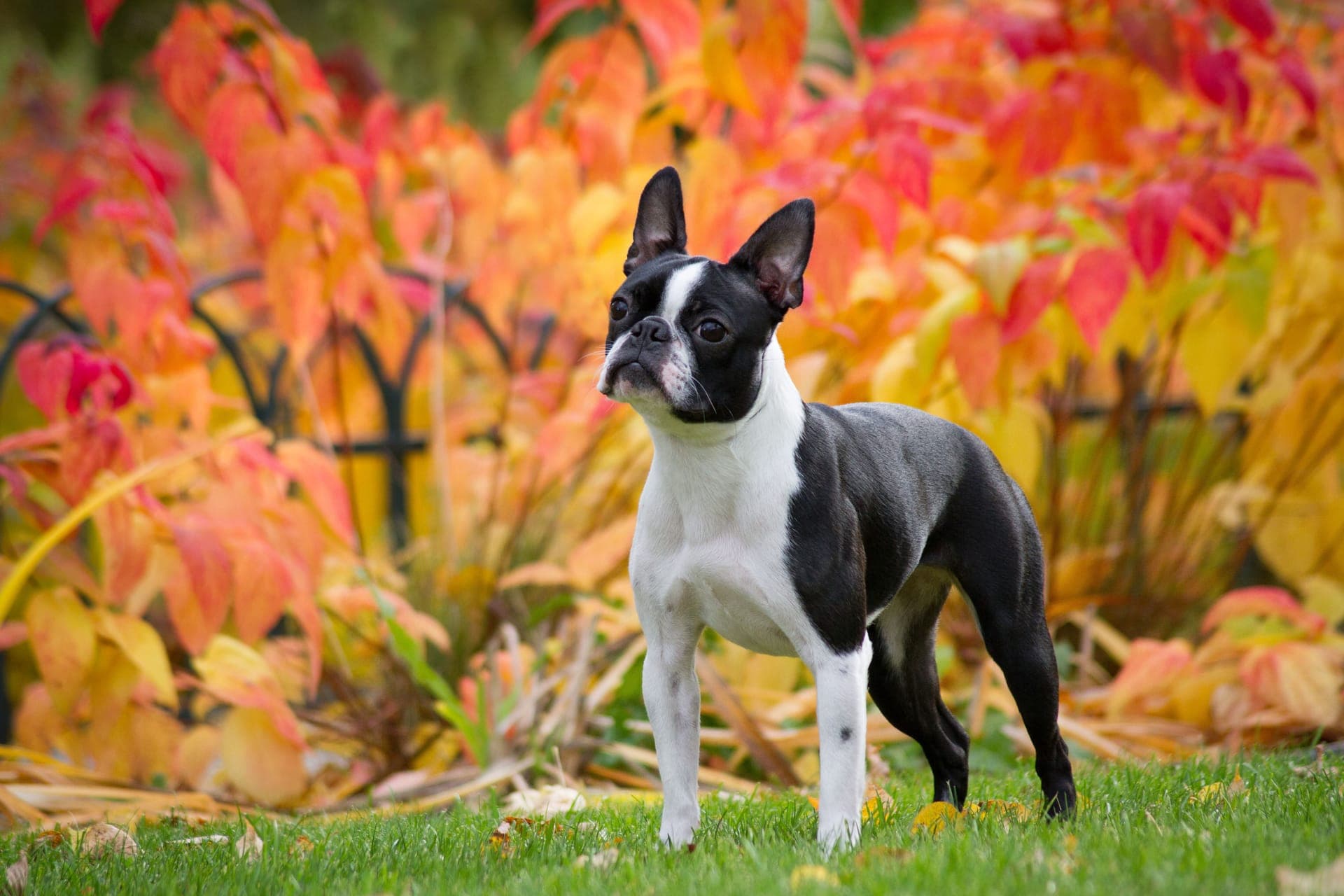 Boston terrier bilde