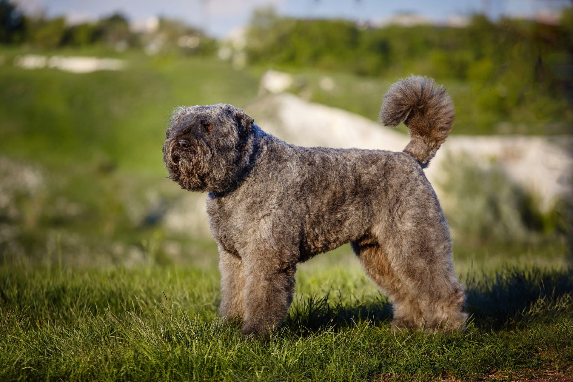 Bouvier des flandres bilde