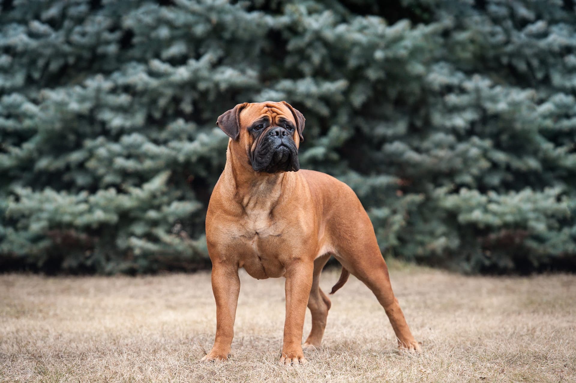 Bullmastiff bilde