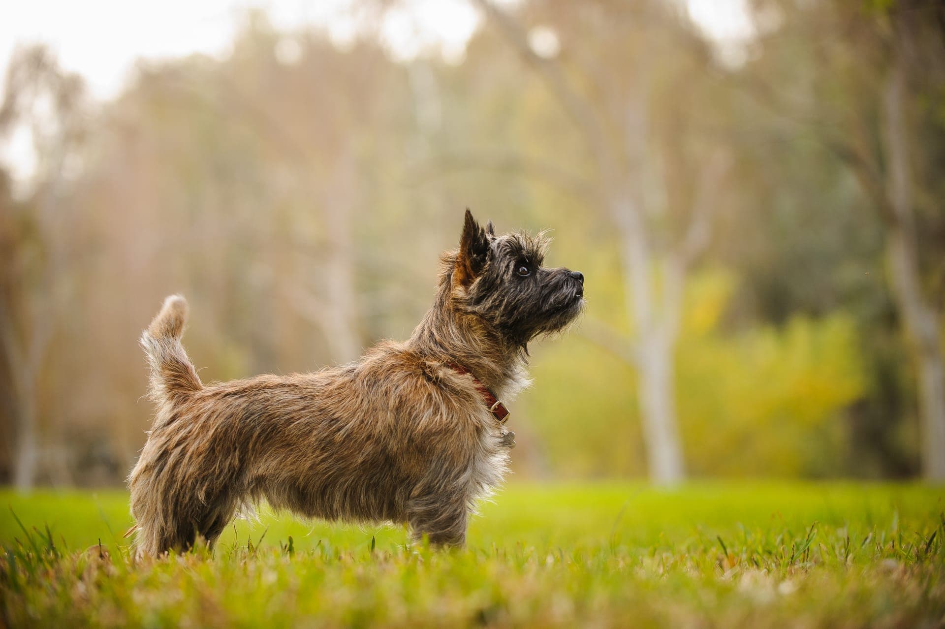 Cairn terrier bilde