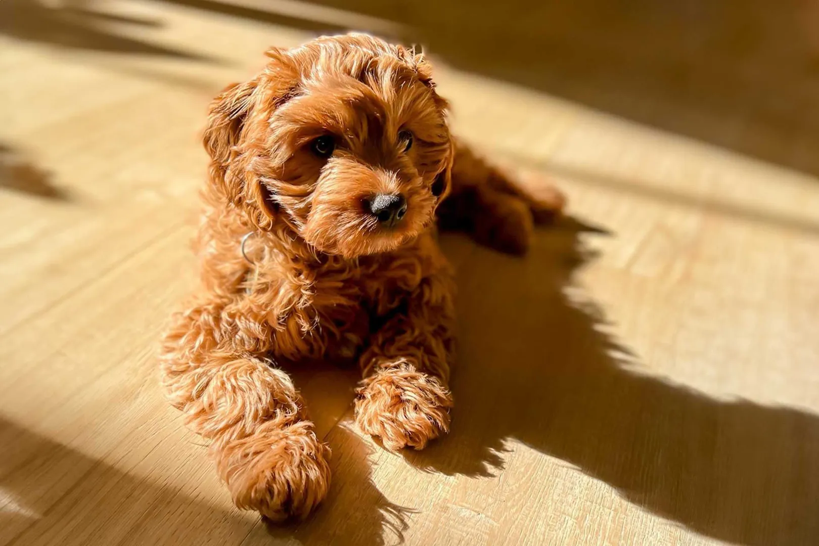 Cavapoo bilde