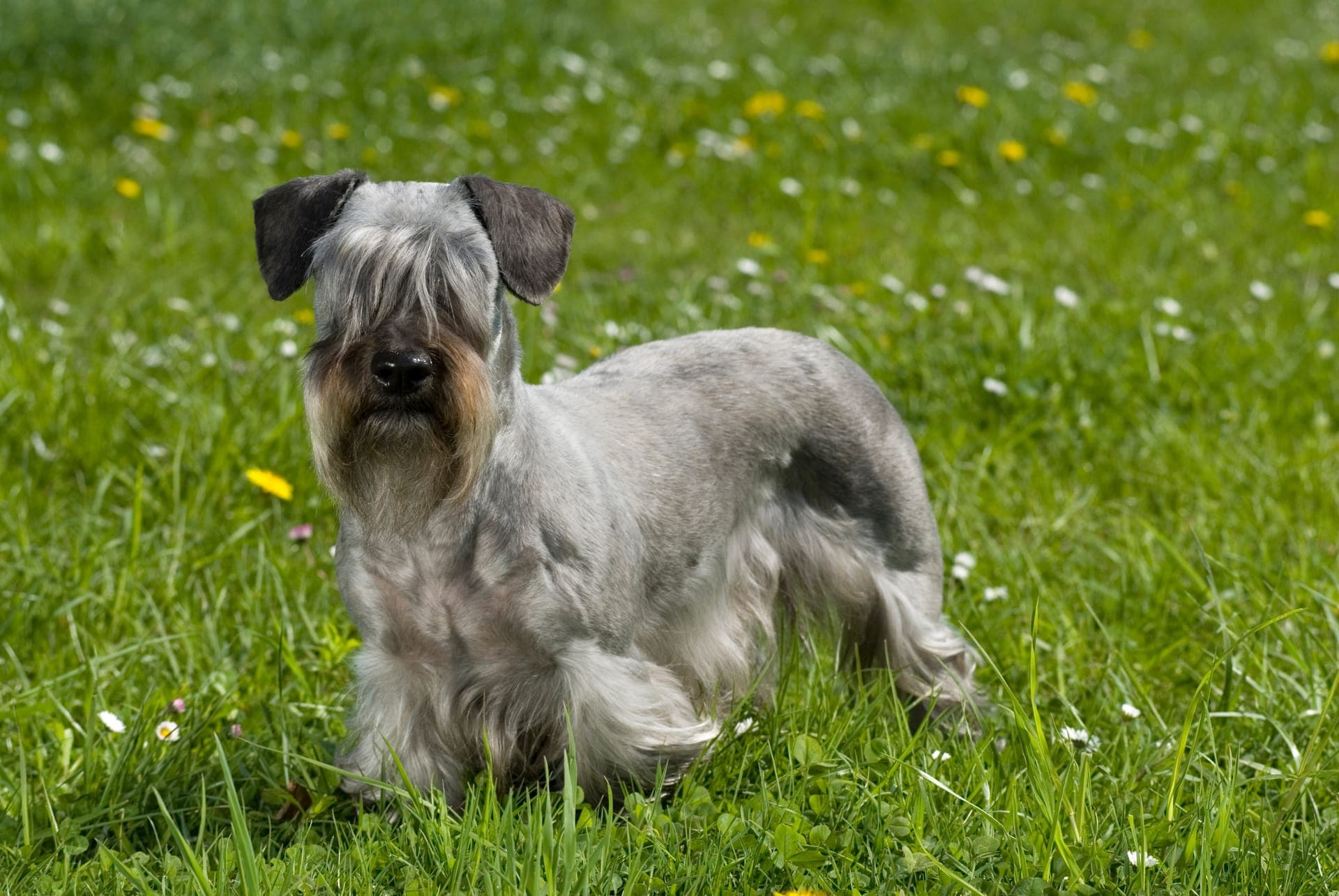 Cesky terrier bilde