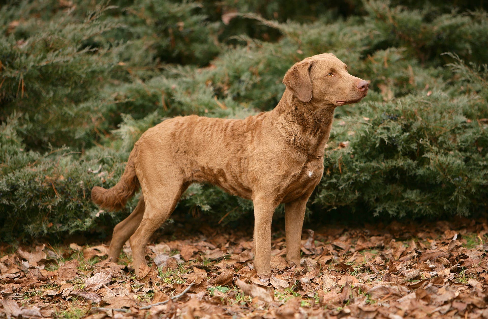 Chesapeake Retriever bilde