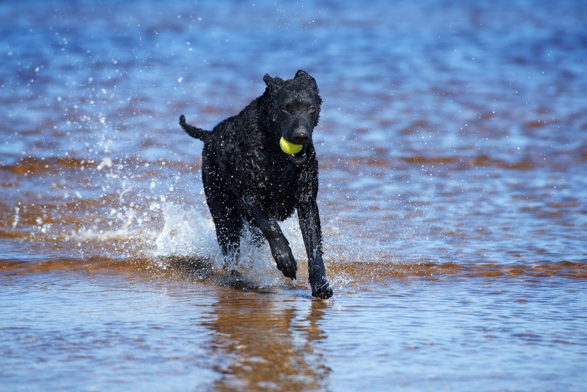 Curly coated retriever bilde