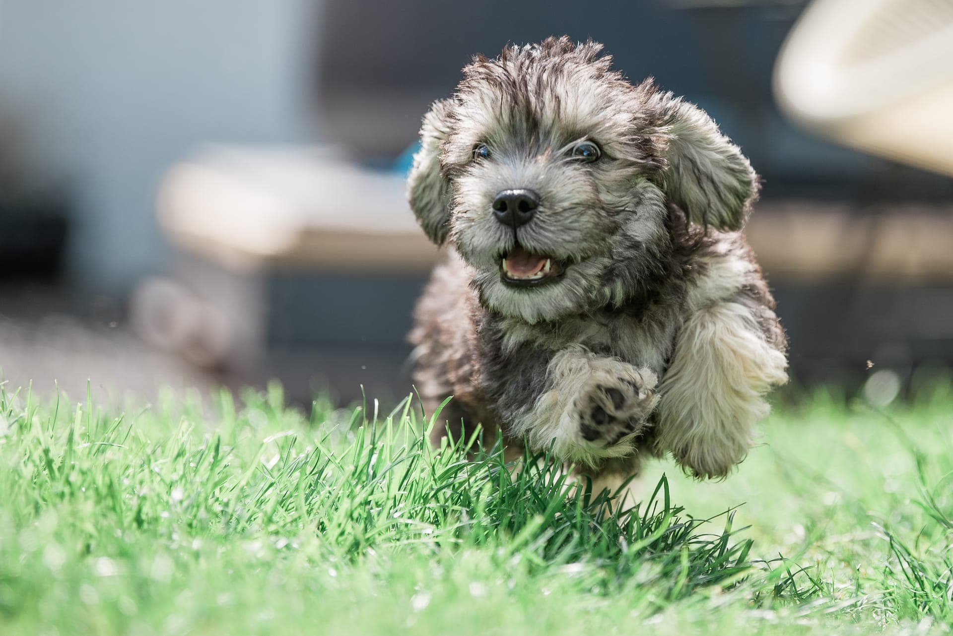 Dandie dinmont terrier bilde