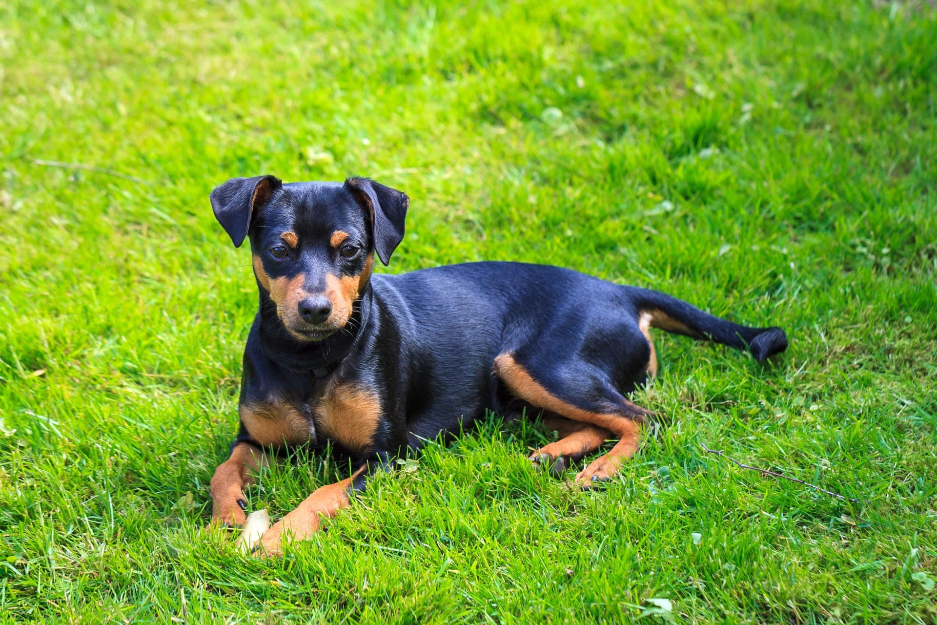 Dvergpinscher bilde