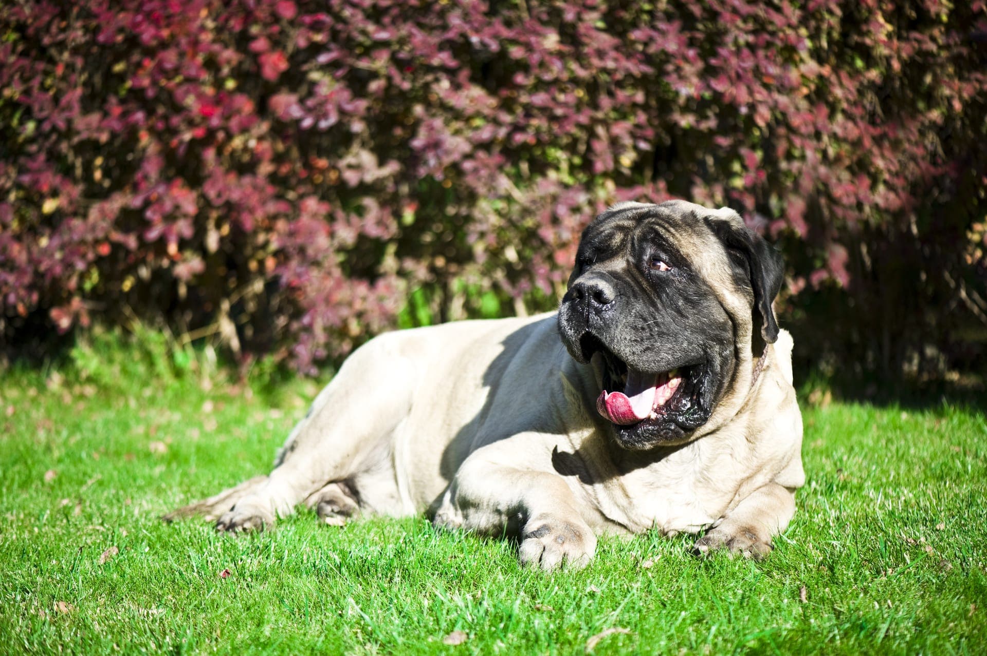 Engelsk mastiff bilde