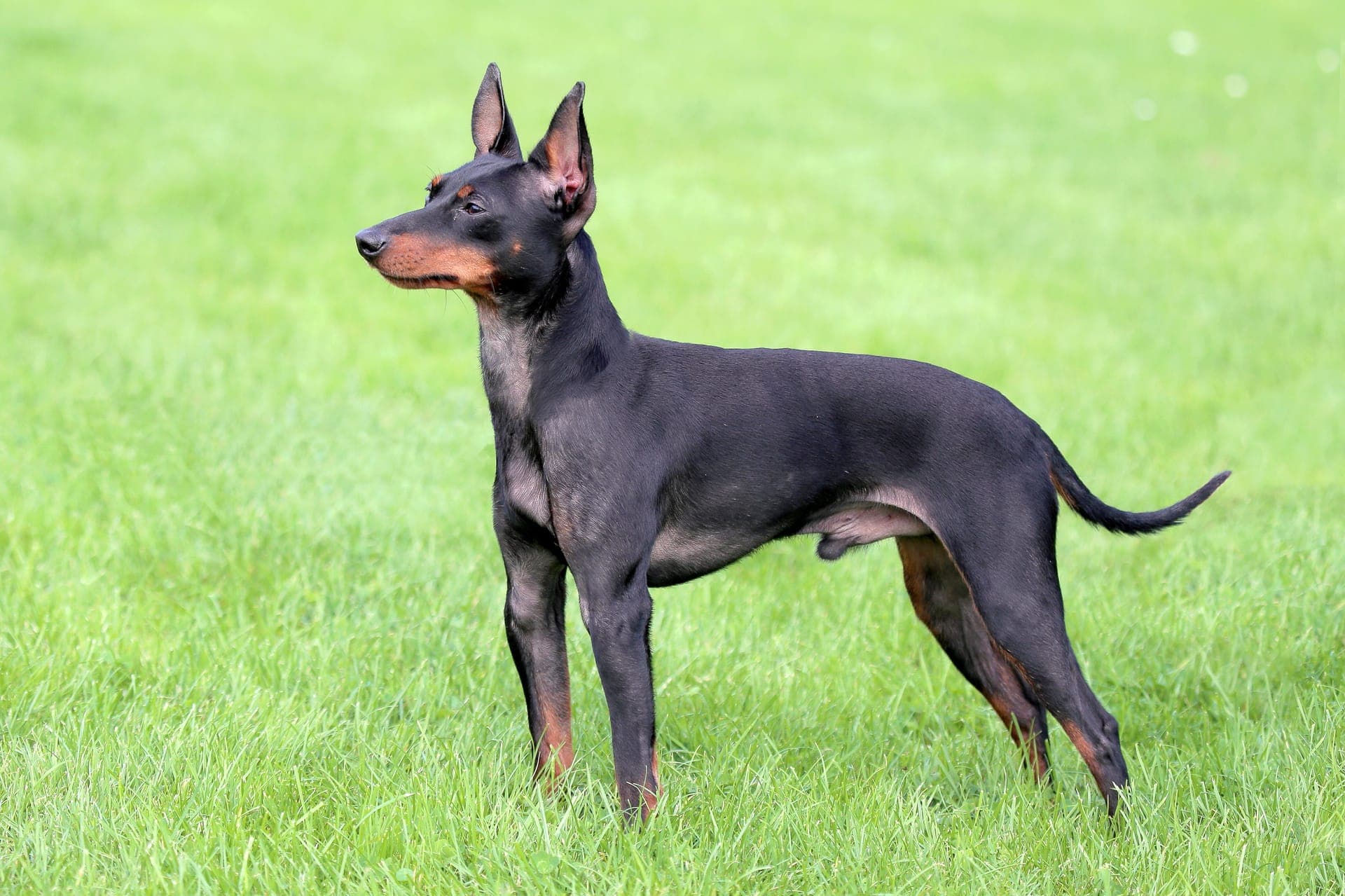 Engelsk toy terrier bilde
