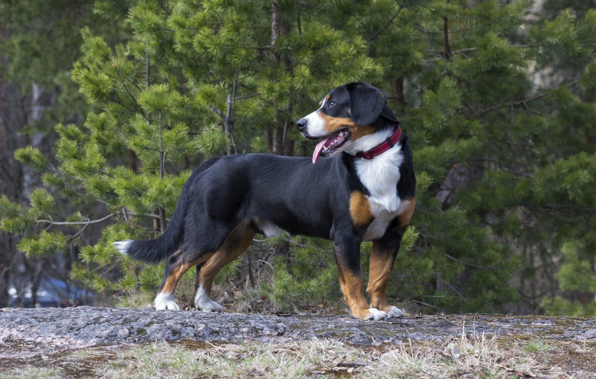 Entlebucher sennenhund bilde