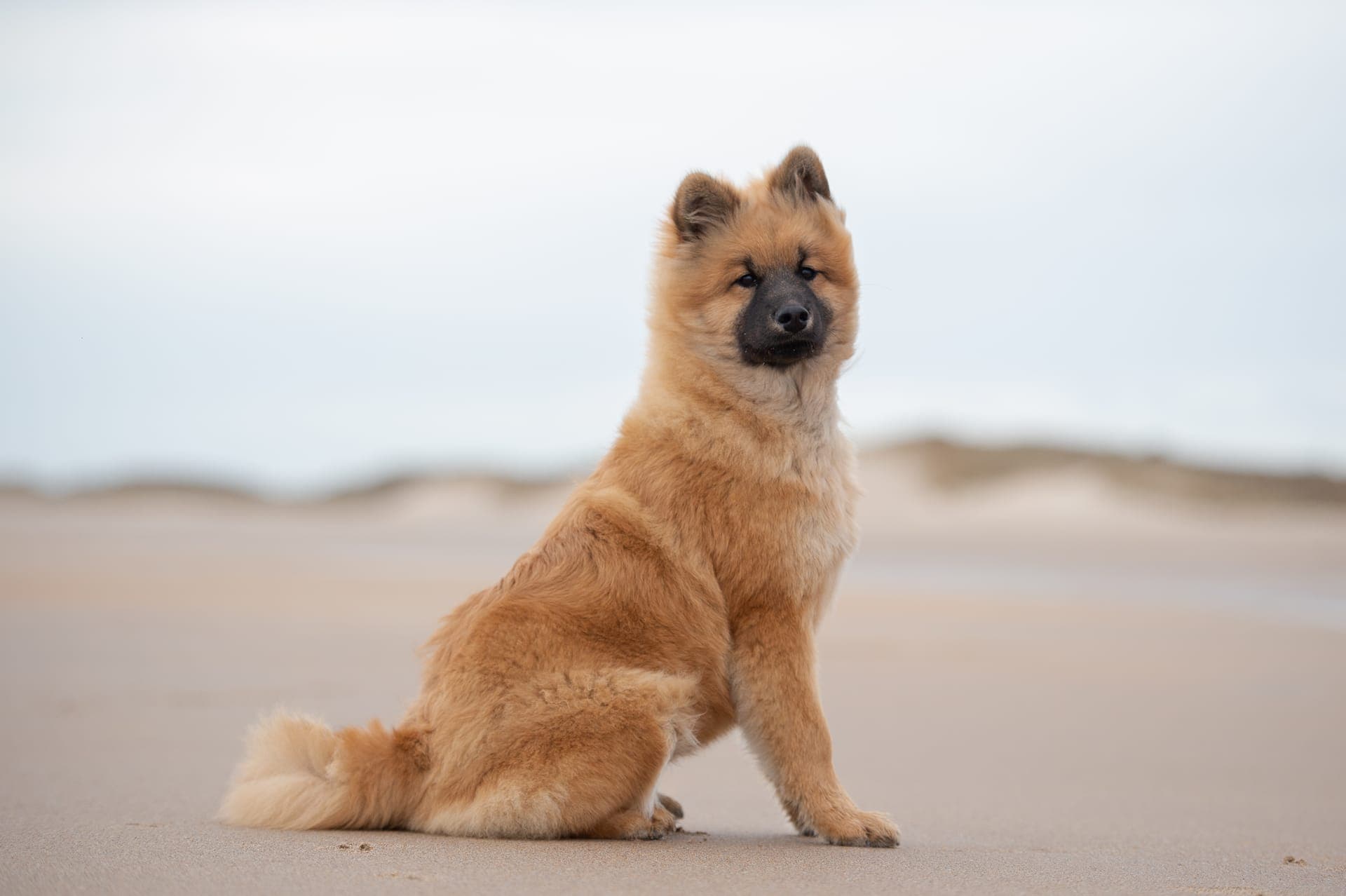 Eurasier bilde