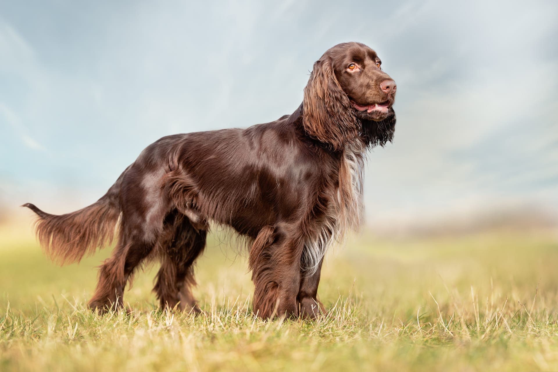 Field spaniel bilde