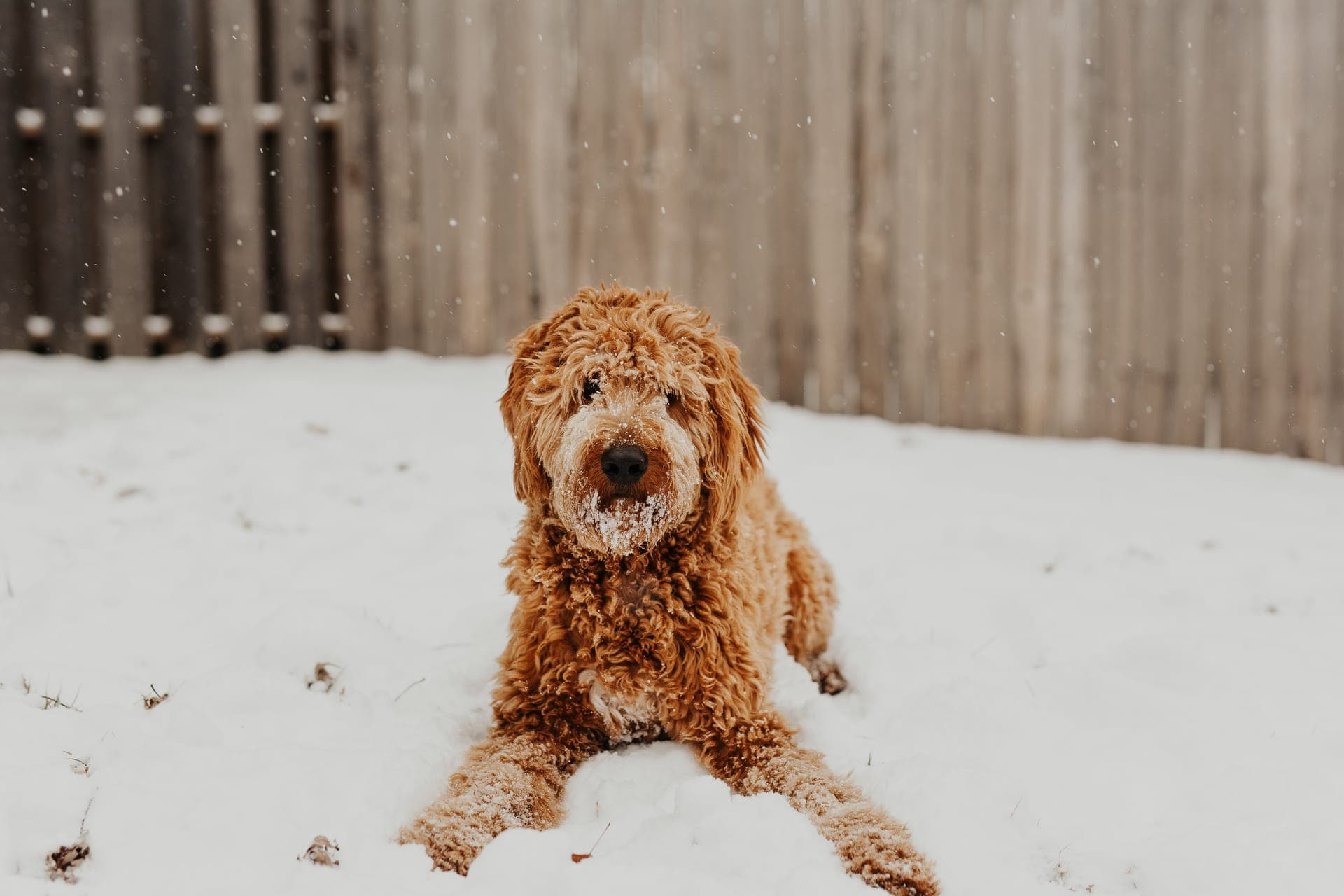 Goldendoodle bilde