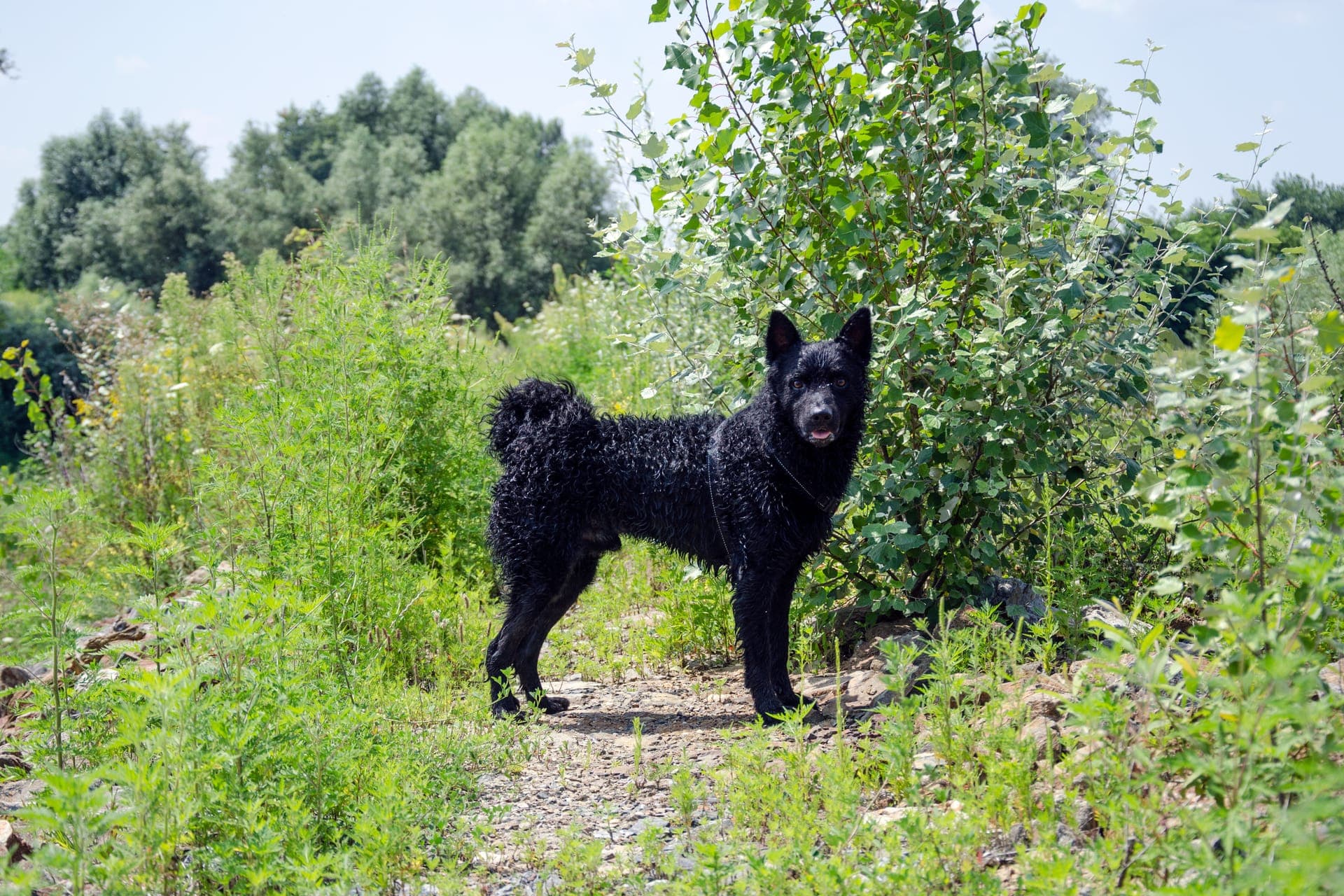 Kroatisk gjeterhund bilde