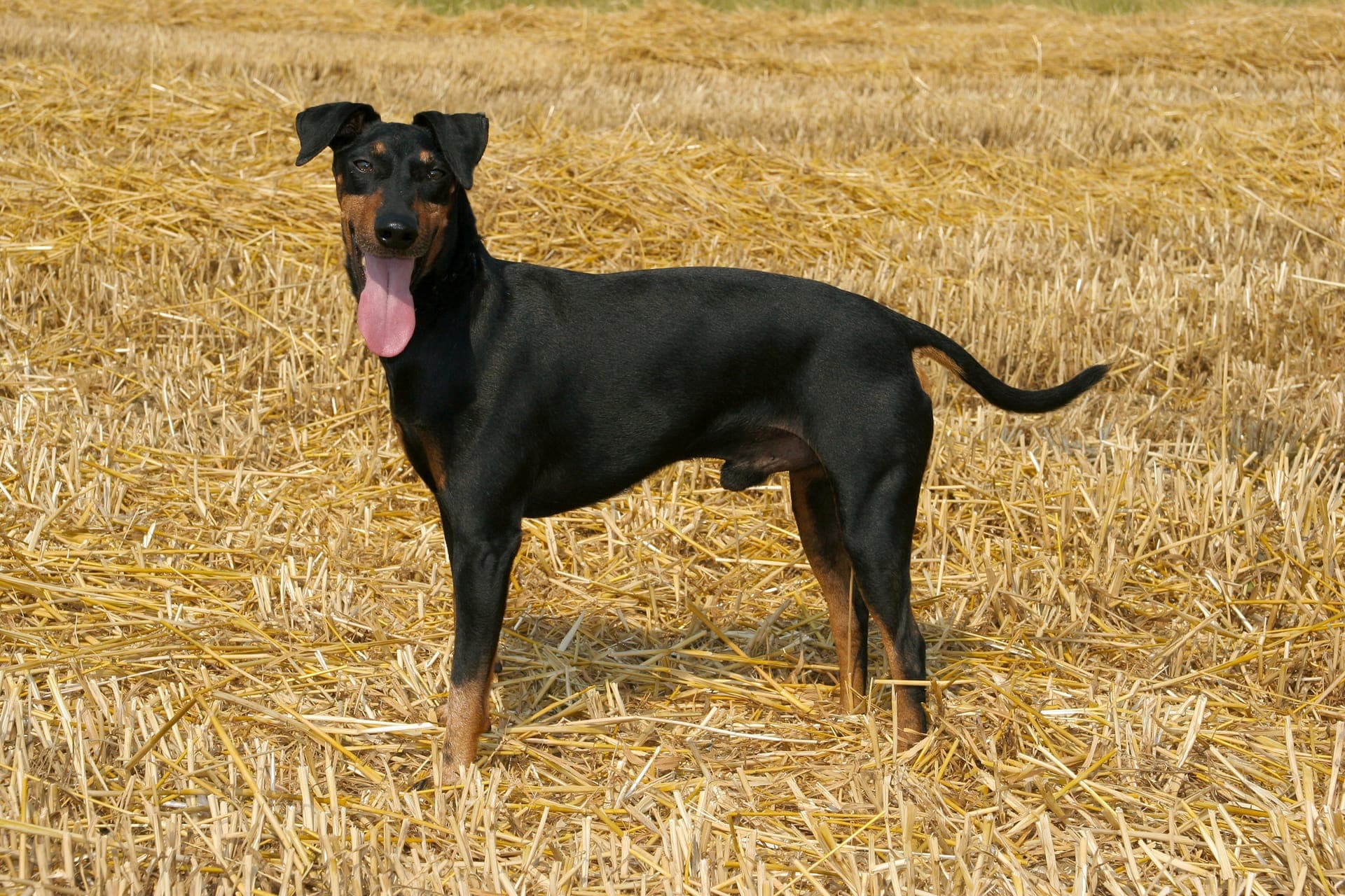 Manchester terrier bilde