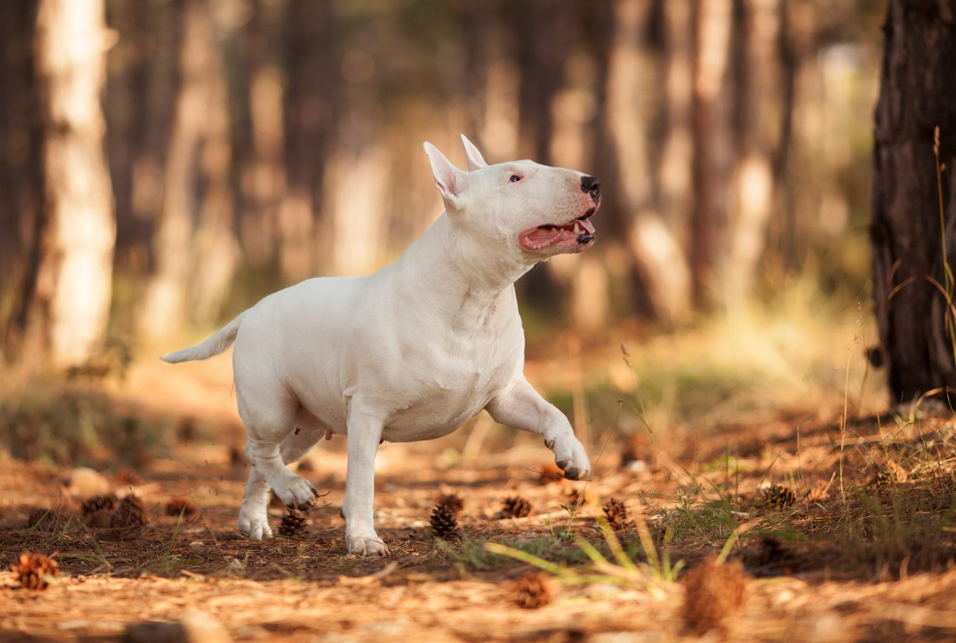 Miniature bull terrier bilde