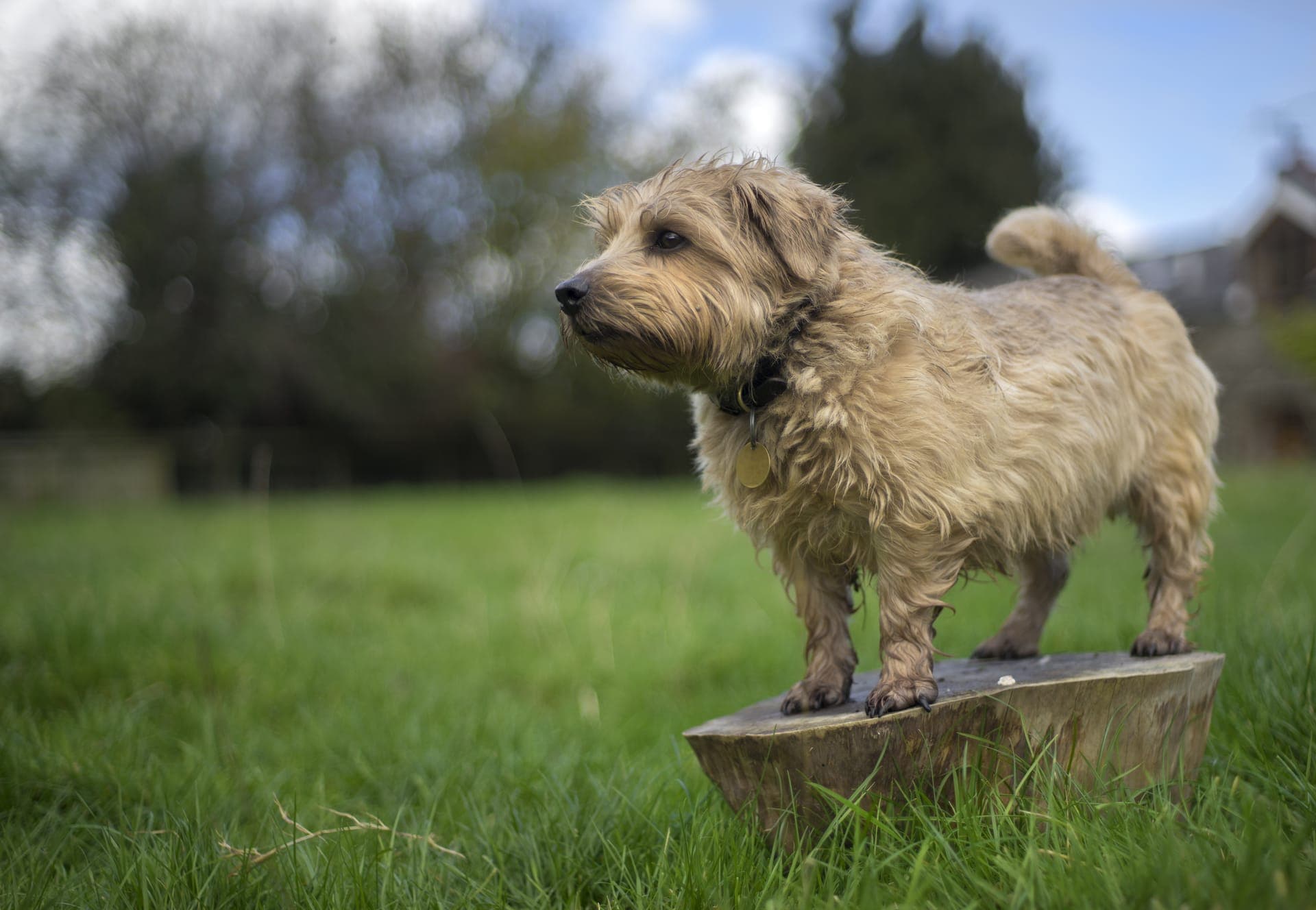 Norfolk terrier bilde