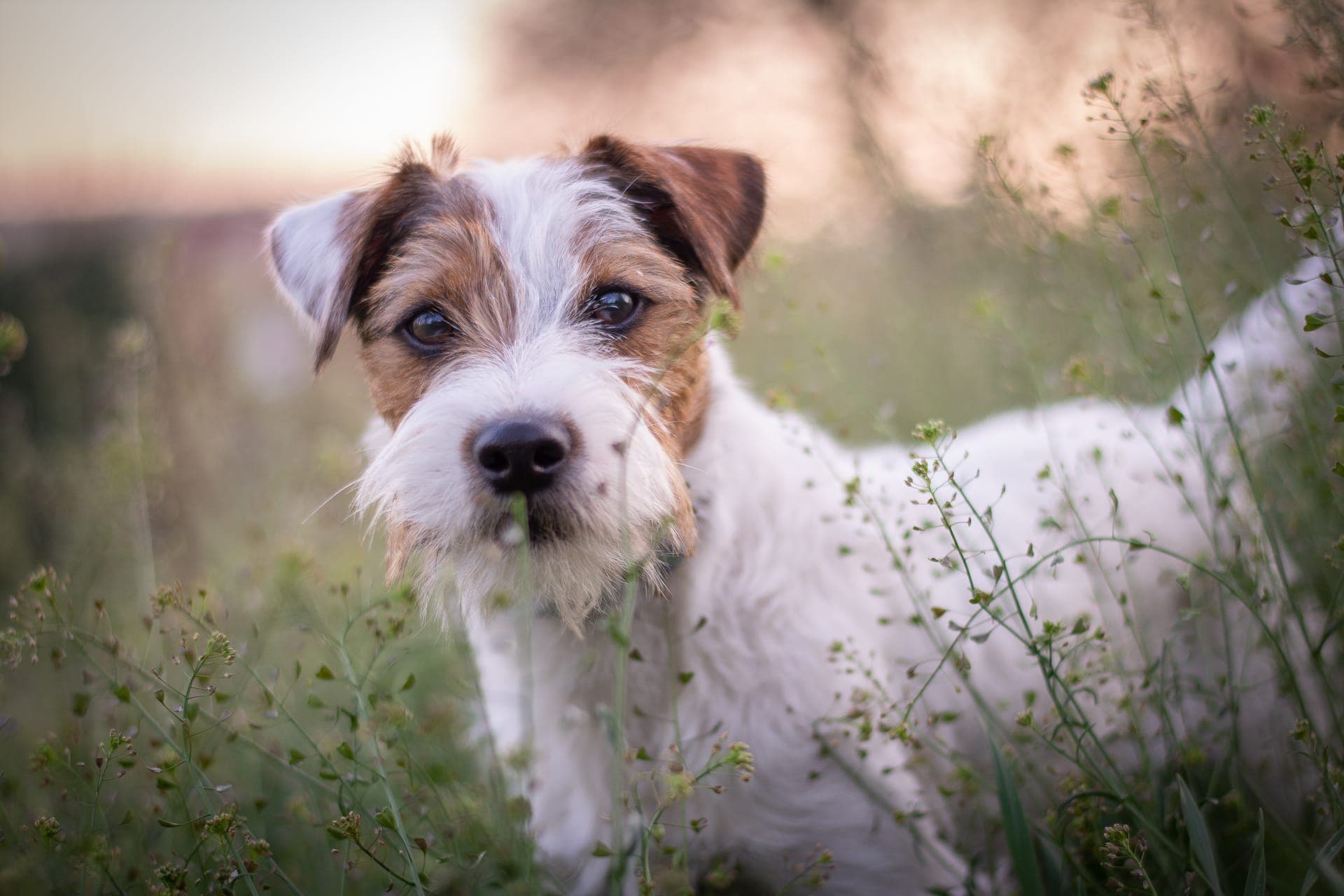 Parson russell terrier bilde