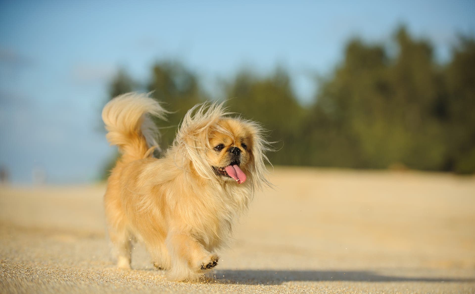 Pekingeser bilde