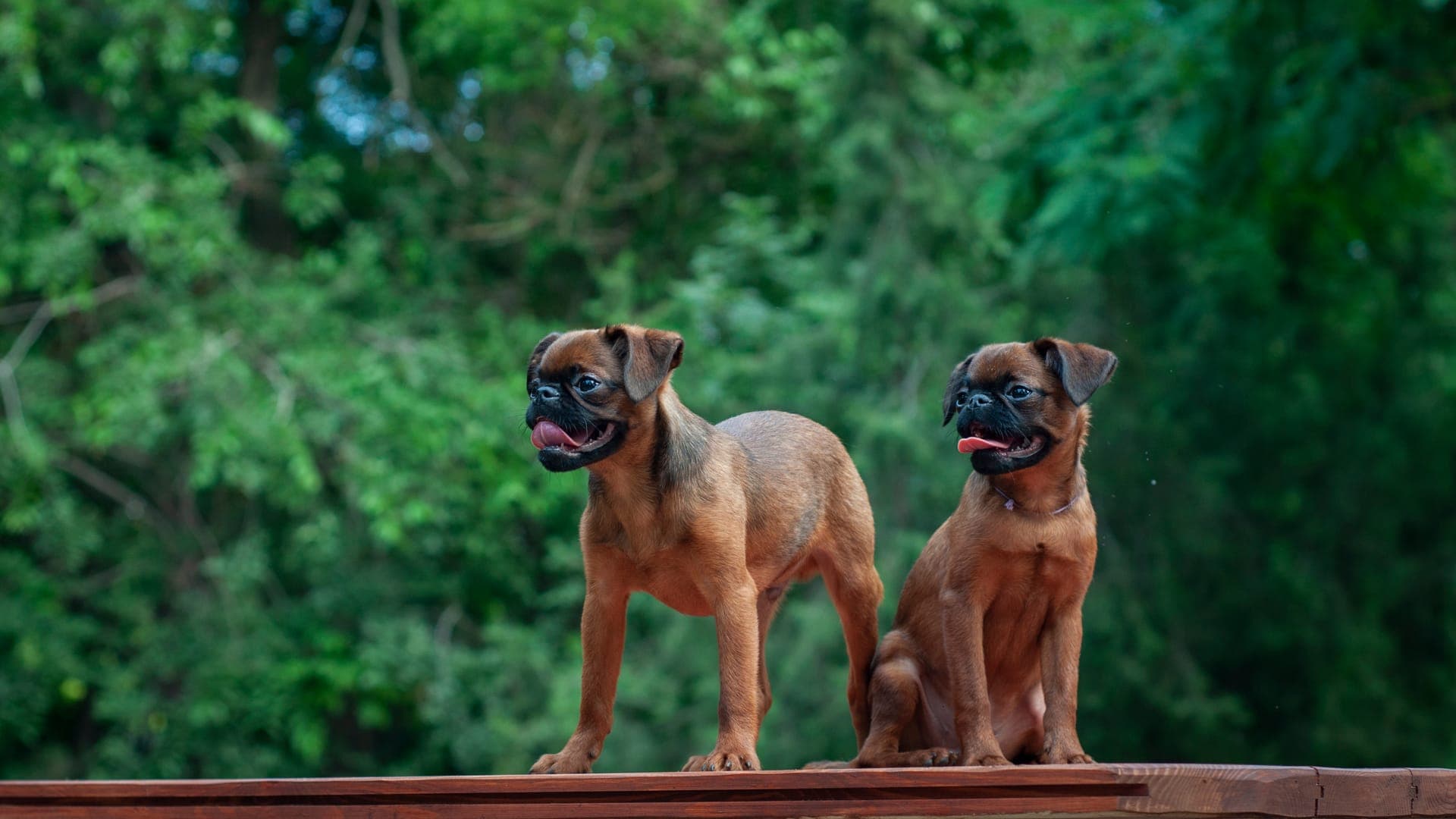 Petit brabancon bilde