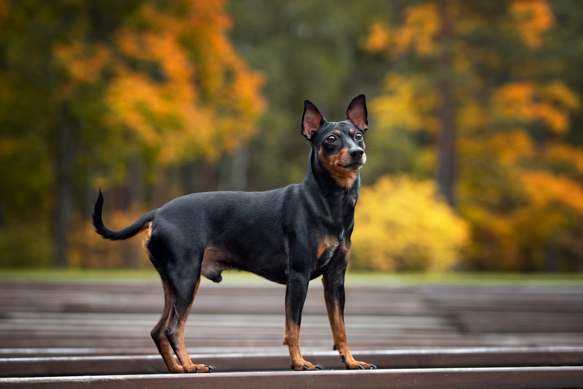 Pinscher bilde
