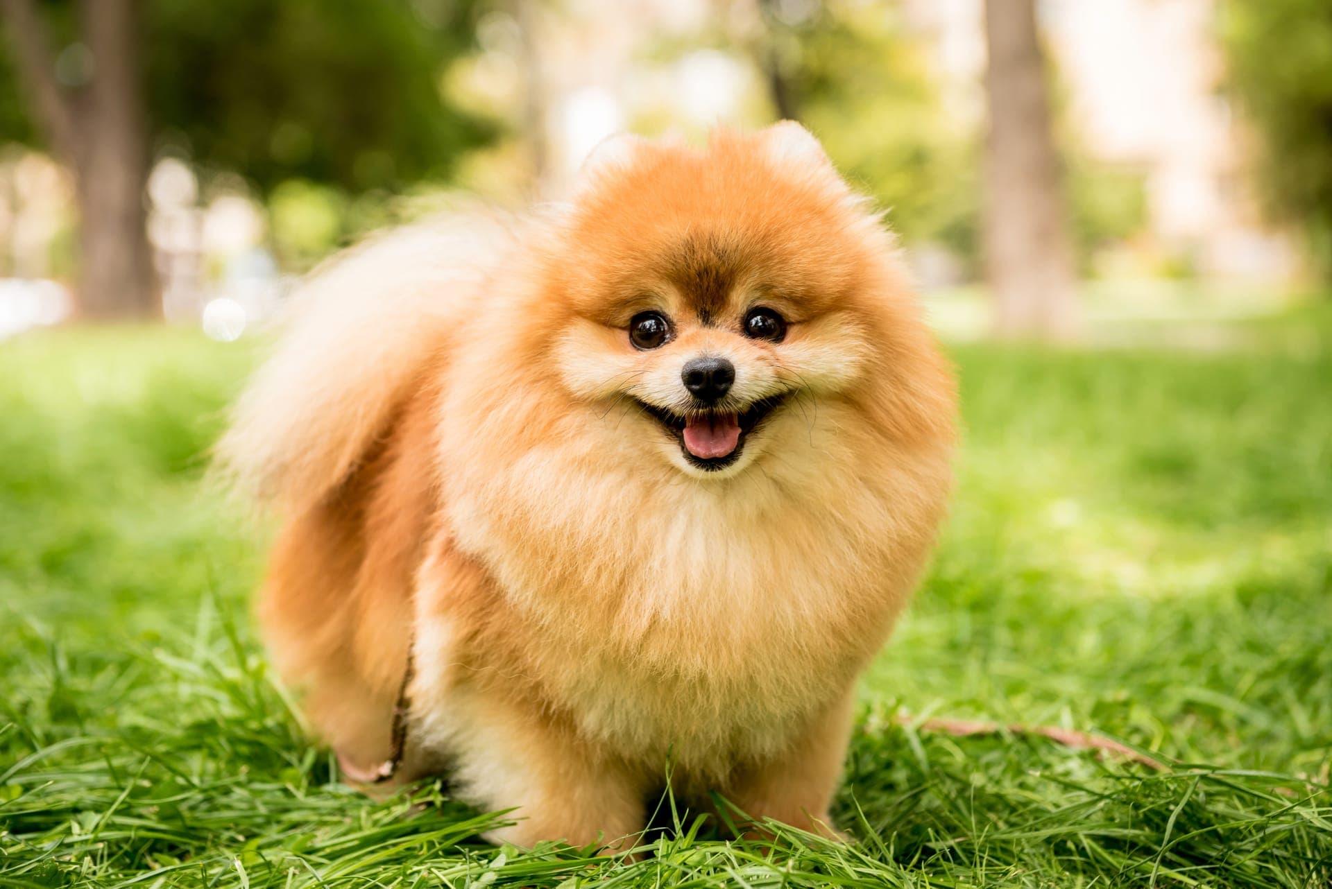 Pomeranian bilde