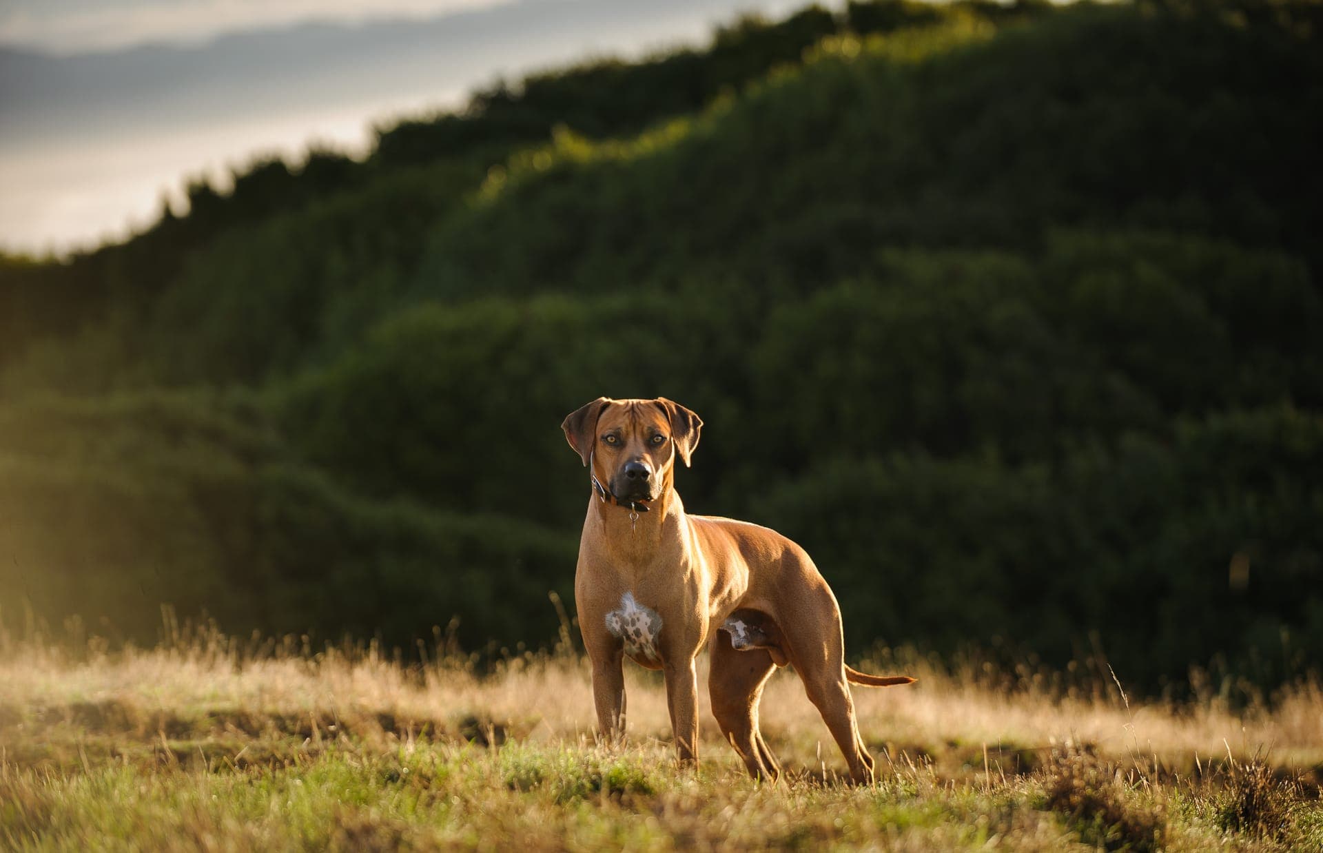 Rhodesian ridgeback bilde