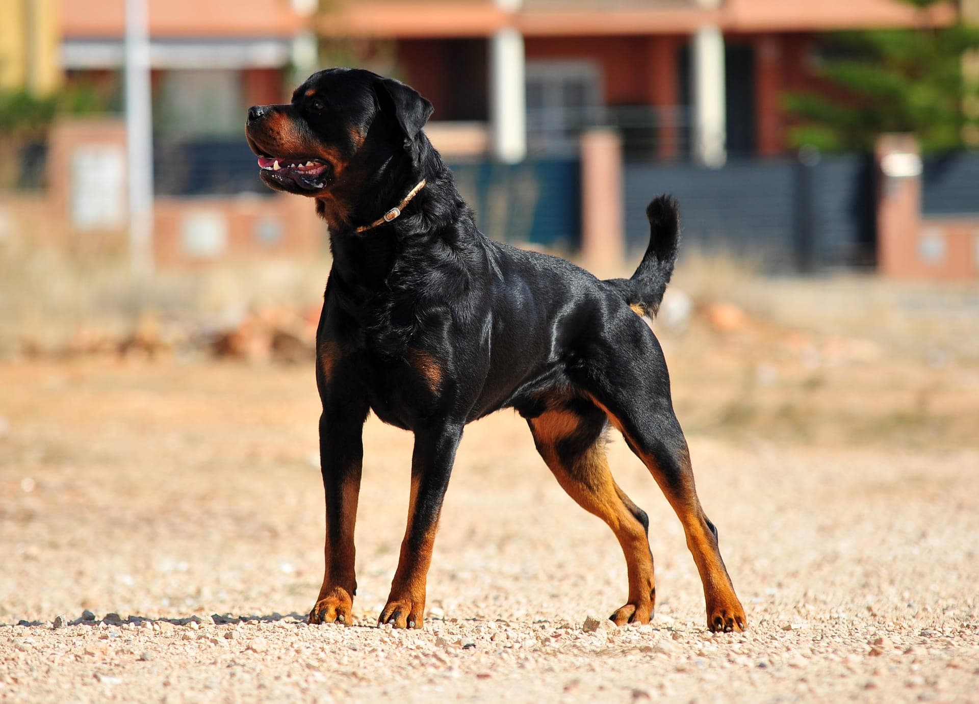 Rottweiler bilde