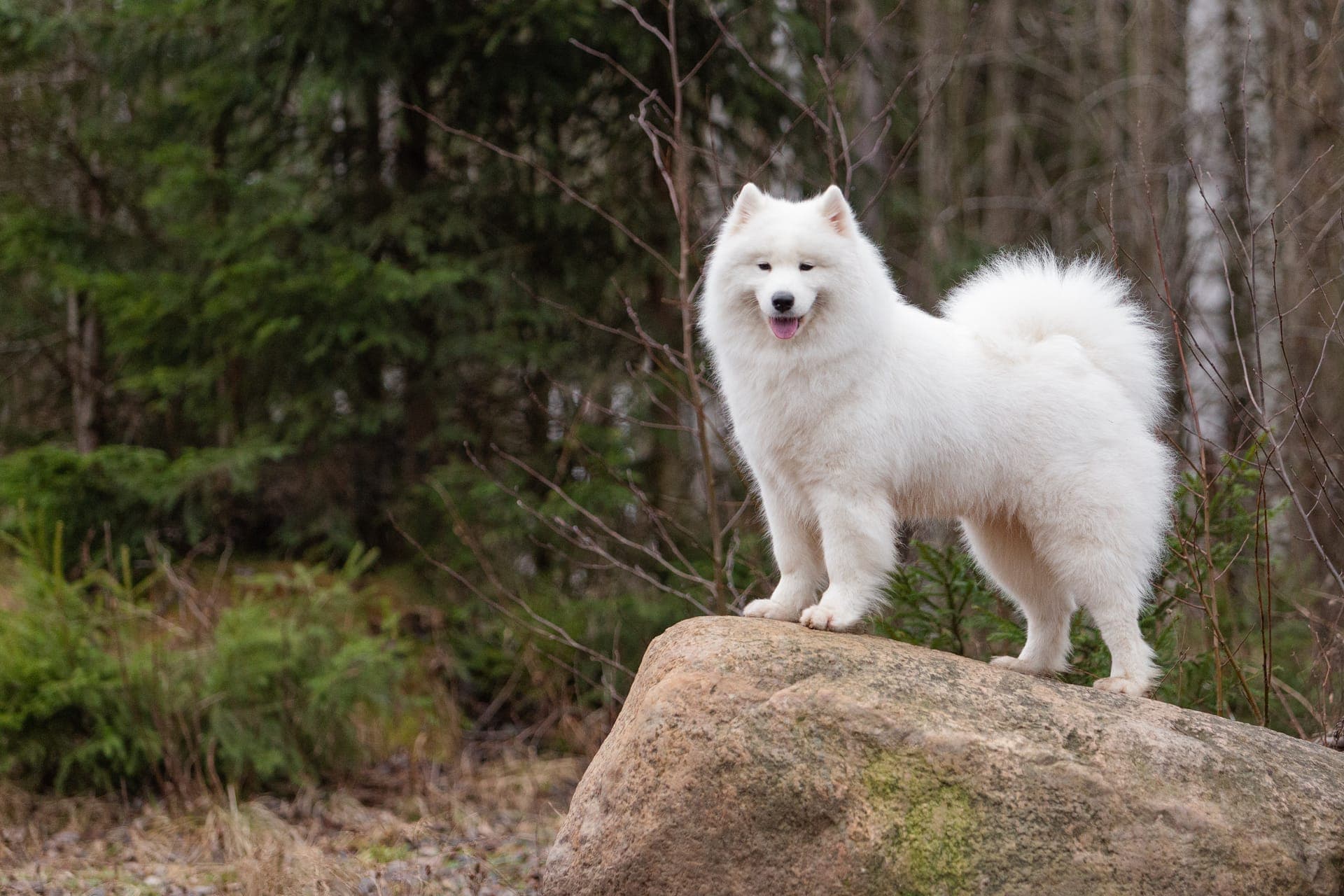 Samojedhund bilde