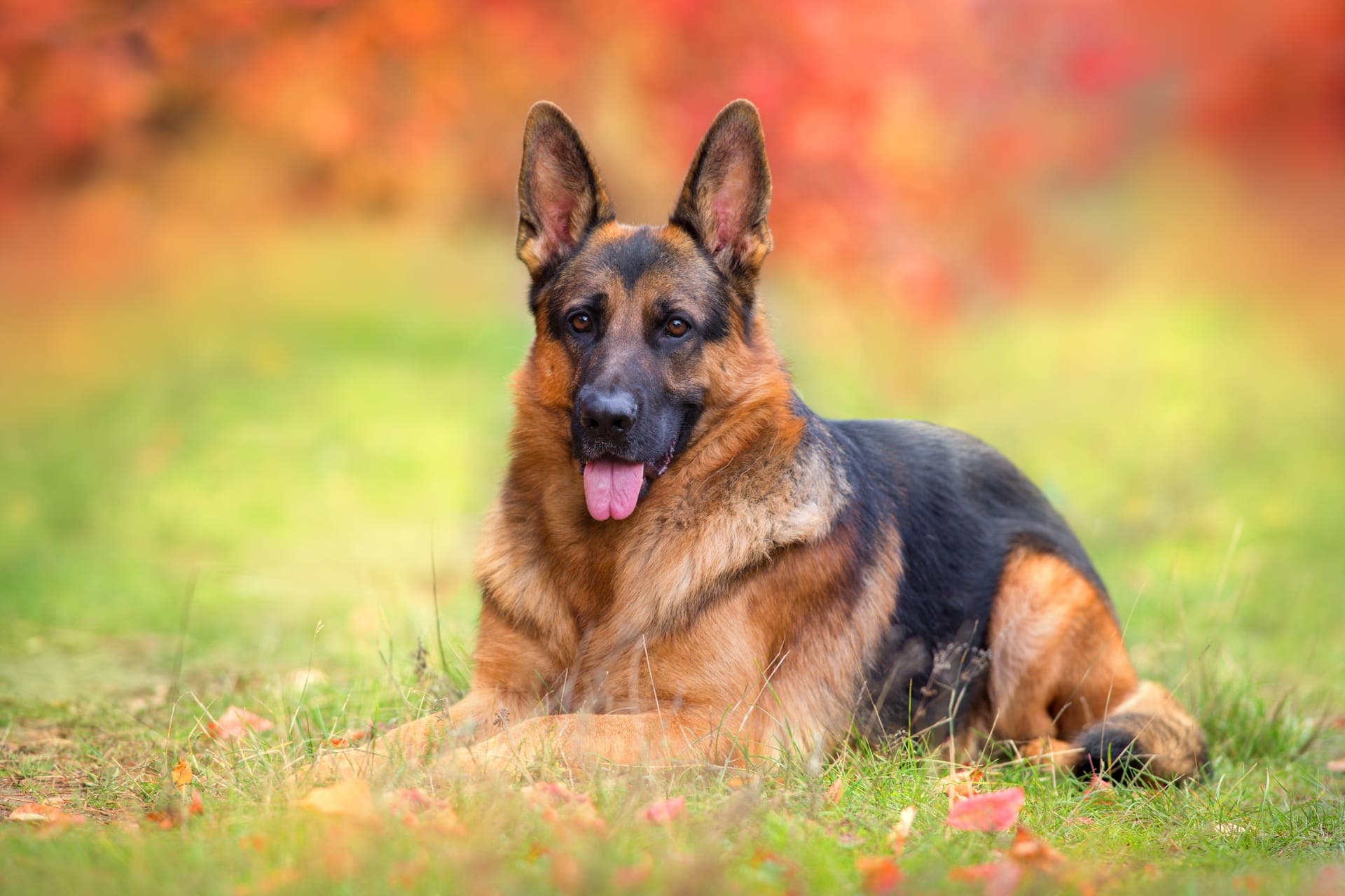 Schäferhund langhår bilde