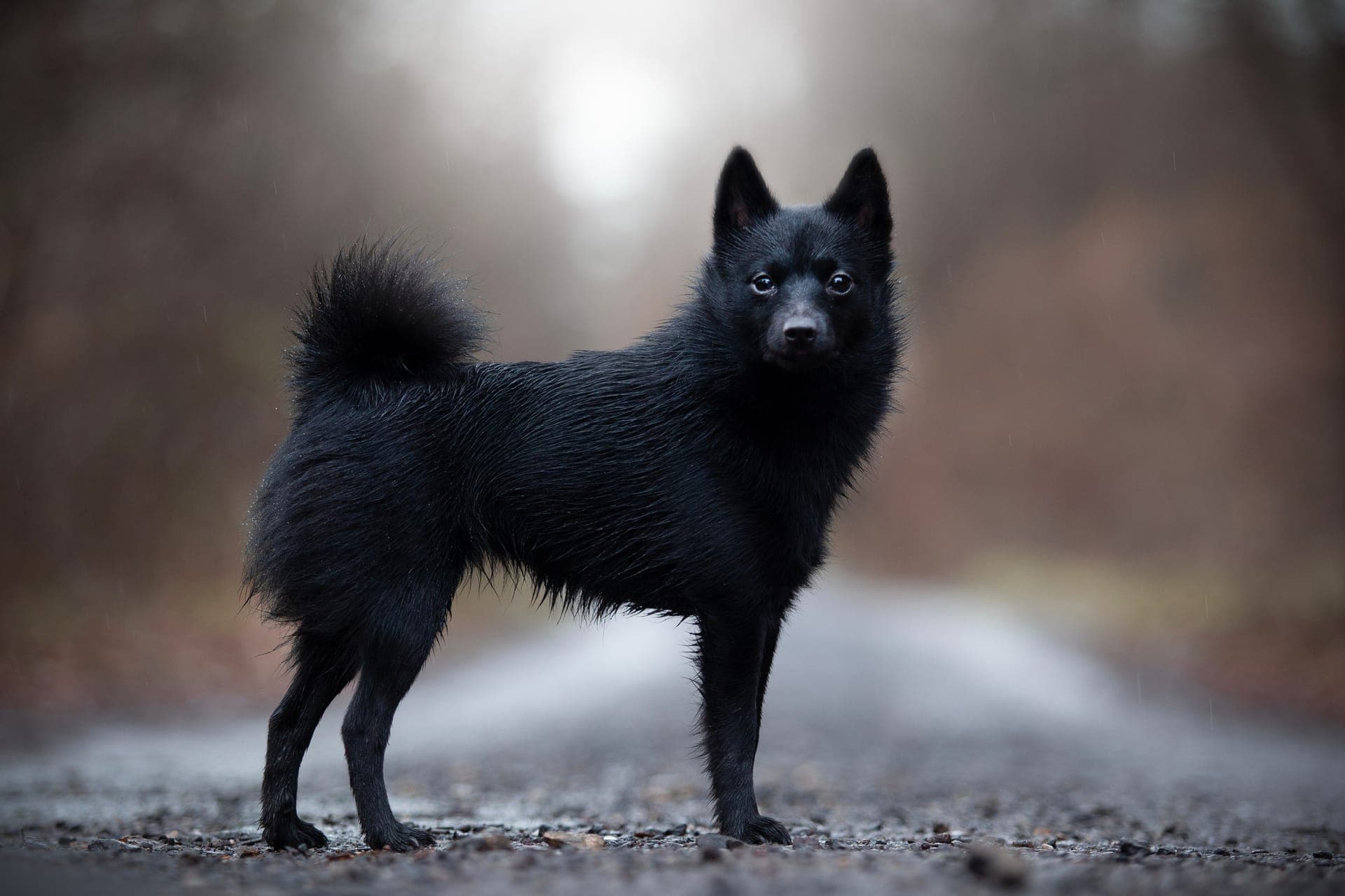 Schipperke bilde
