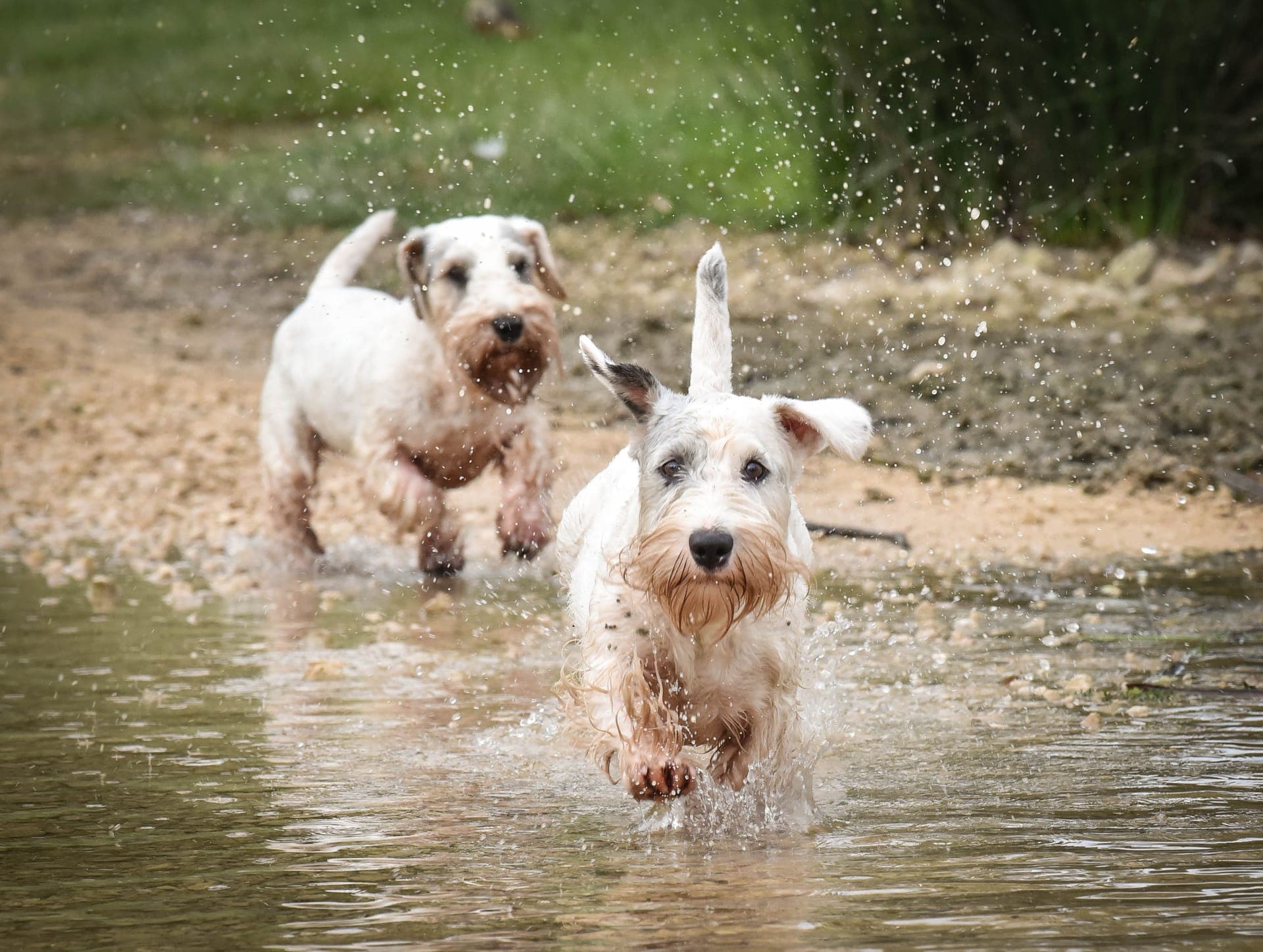 Sealyham terrier bilde