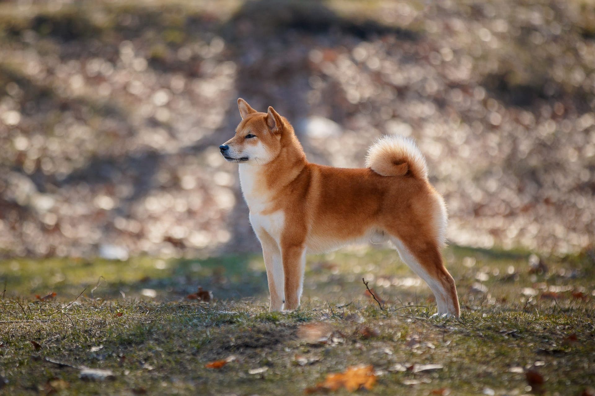 Shiba bilde