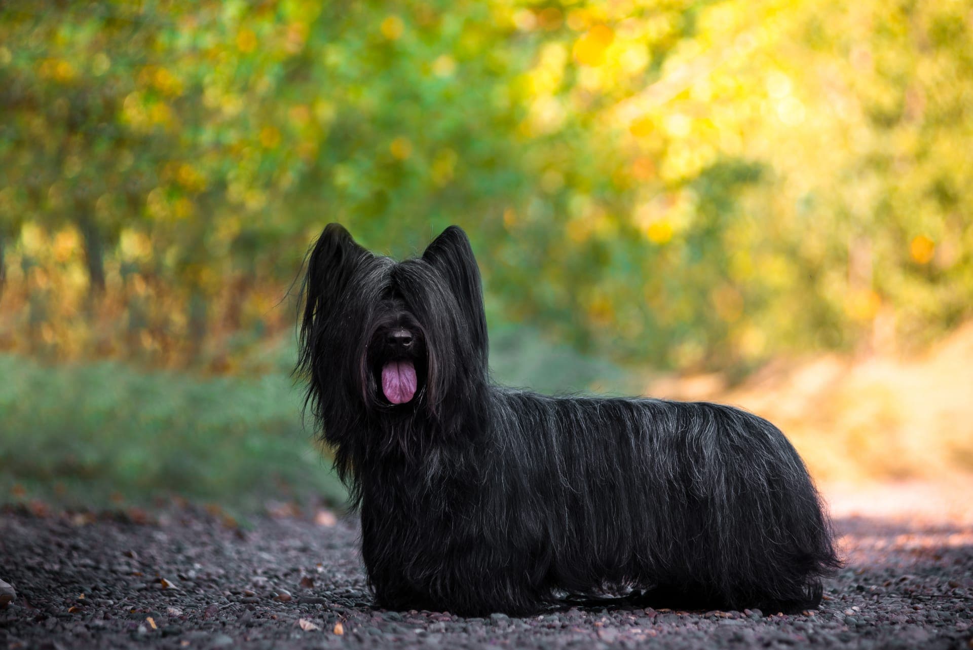 Skye terrier bilde