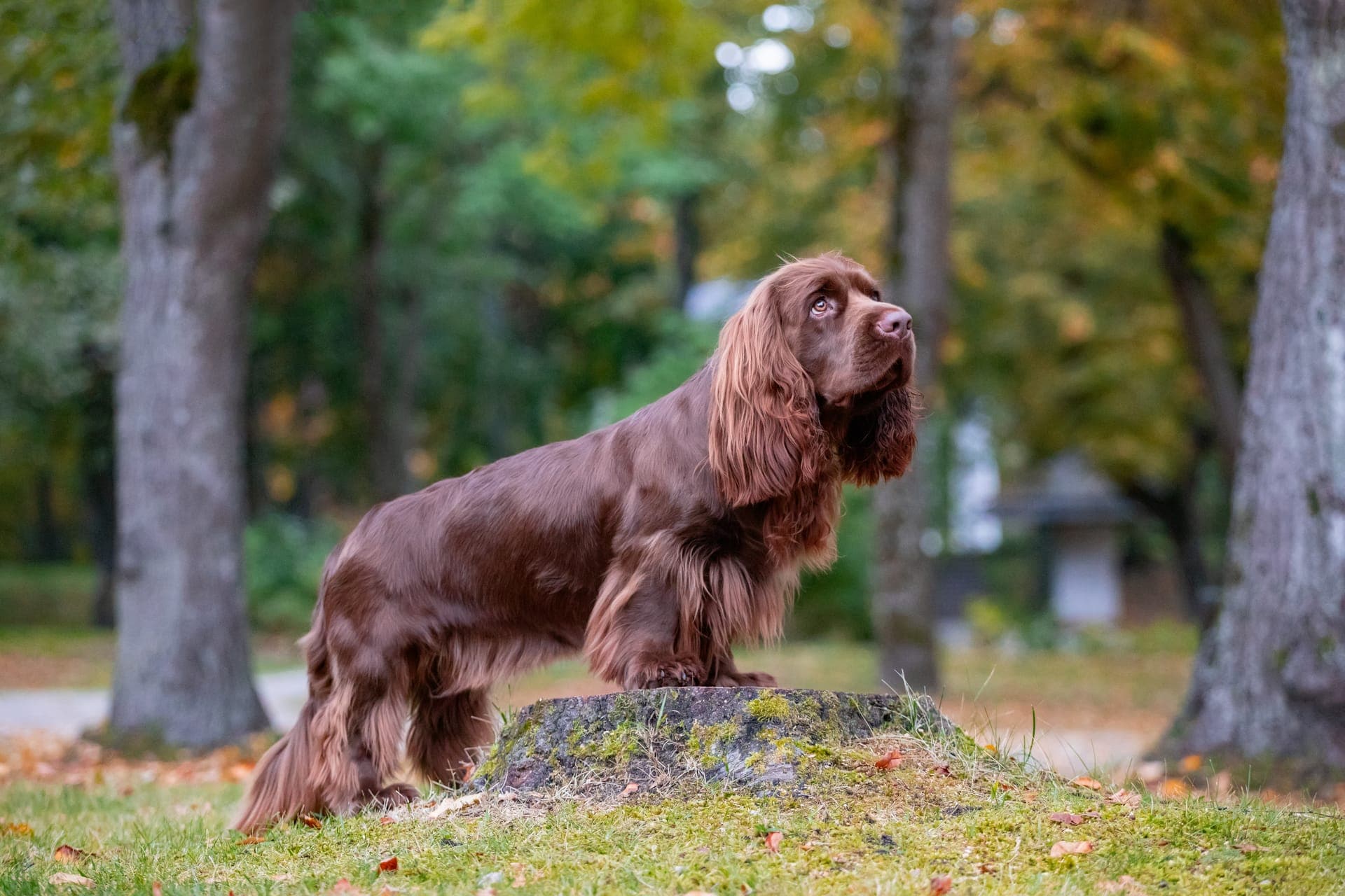 Sussex spaniel bilde