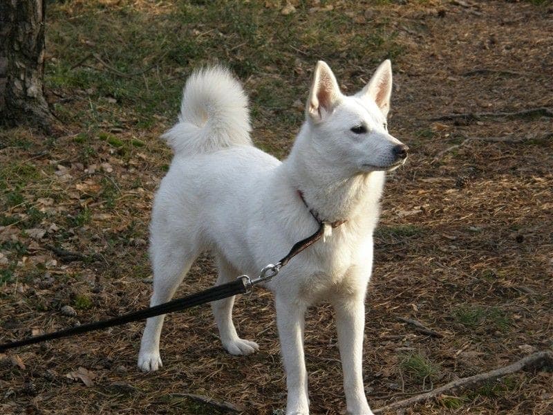 Svensk hvit elghund bilde