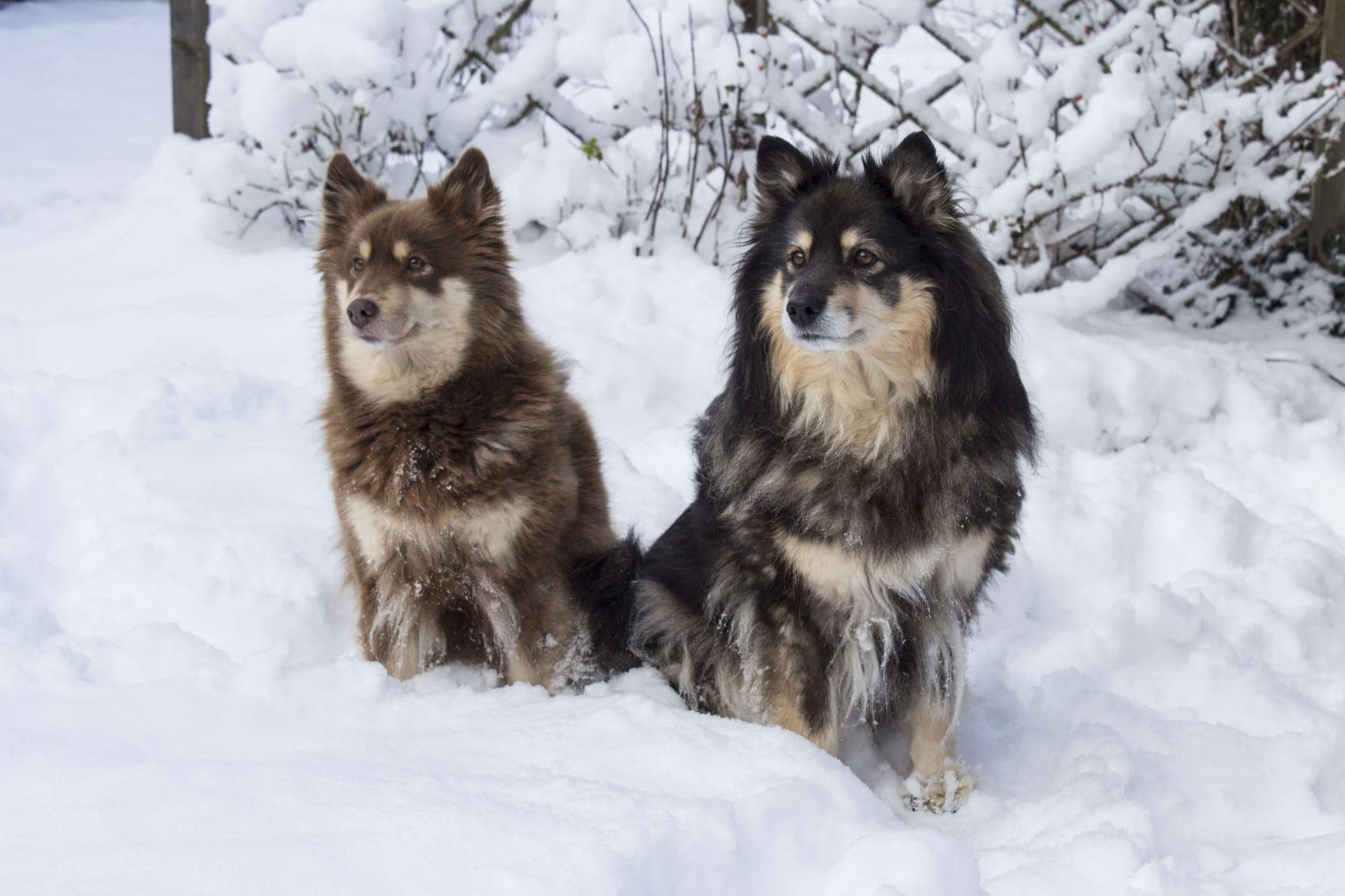 Svensk lapphund bilde