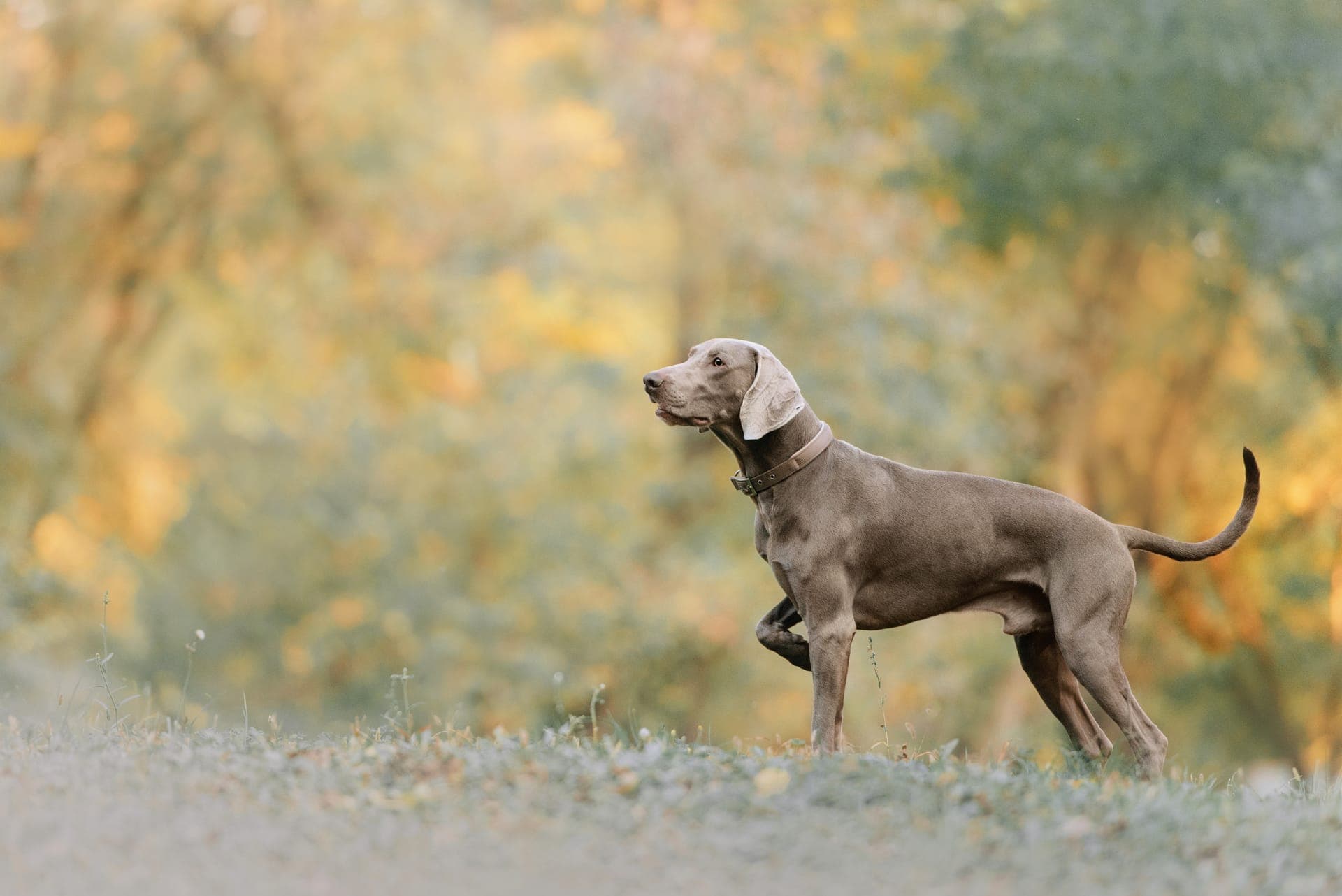 Weimaraner korthåret bilde