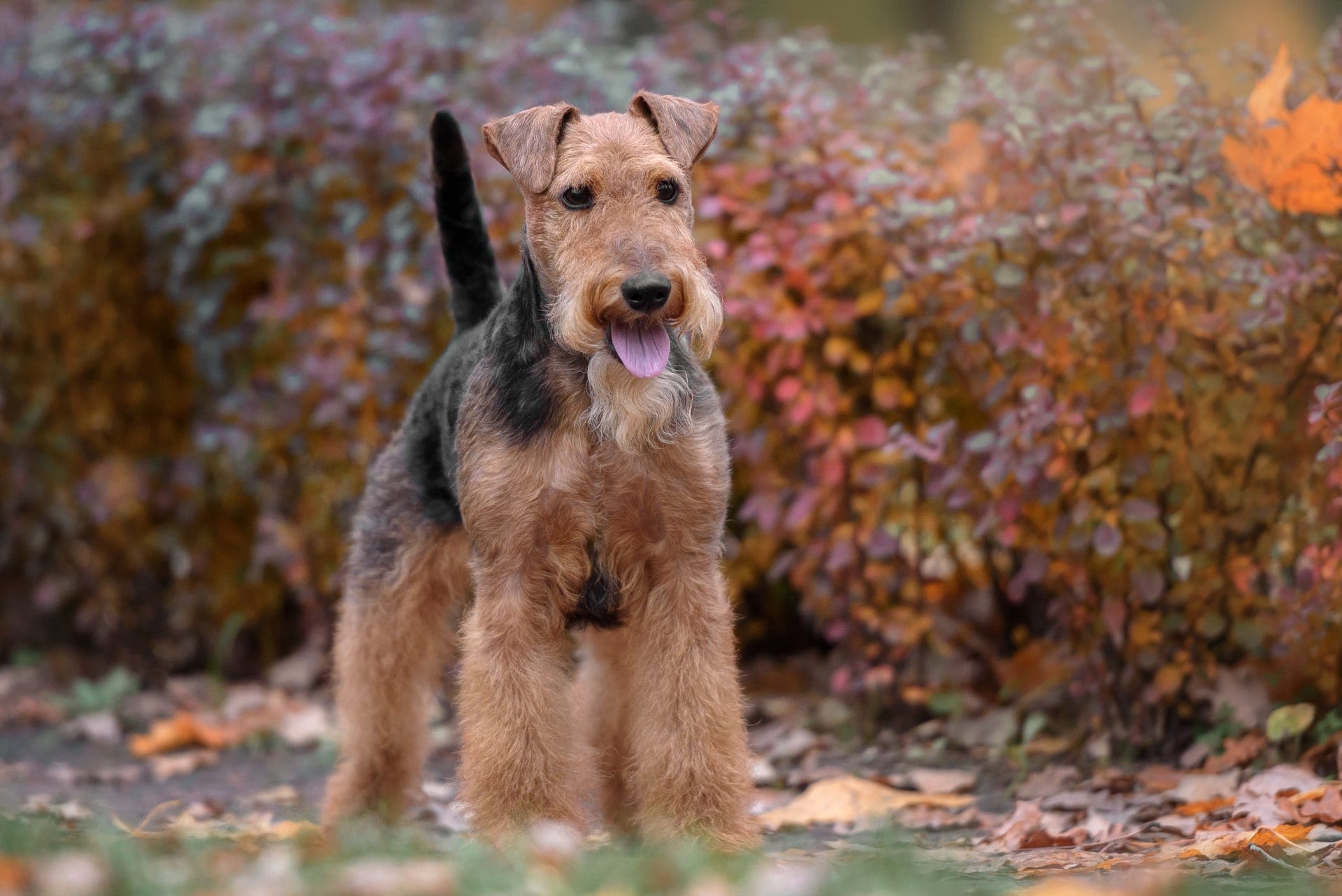 Welsh terrier bilde