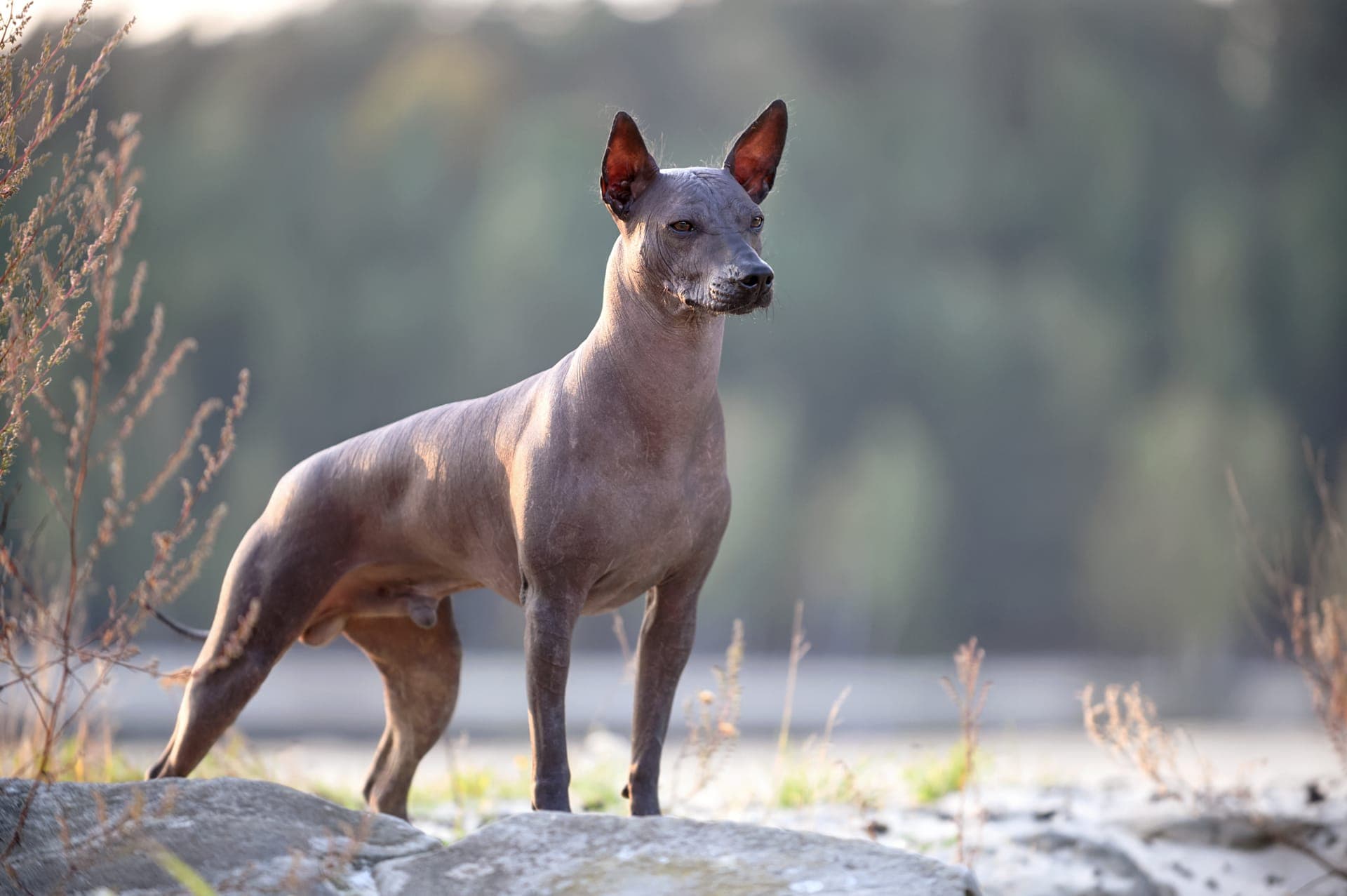 Xoloitzcuintle stor bilde