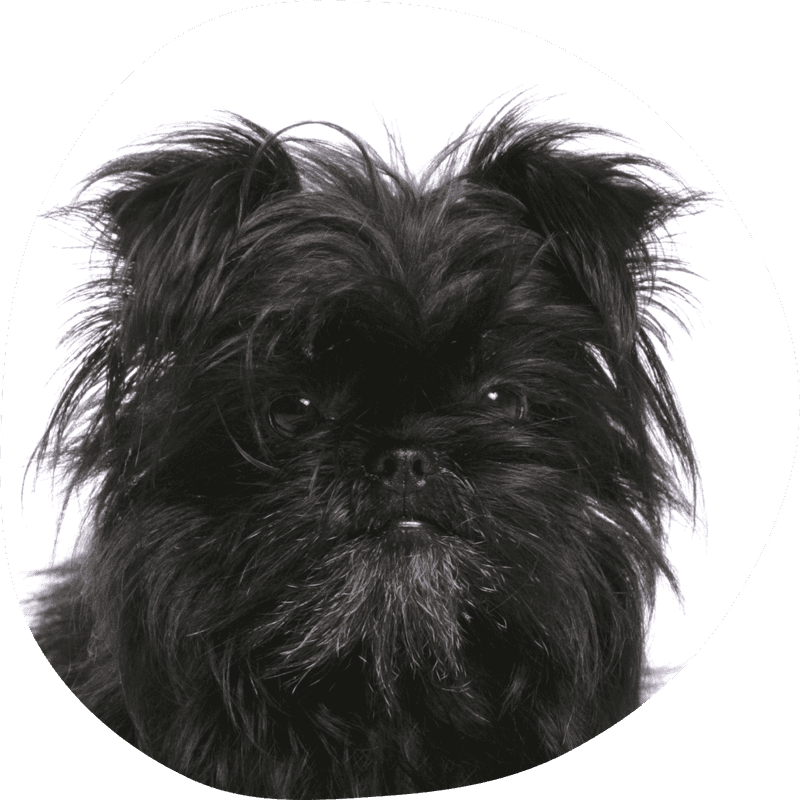 Affenpinscher