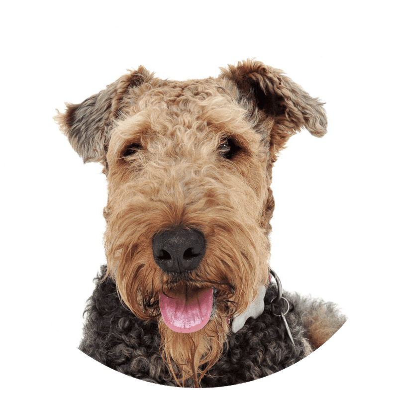 Airedale terrier
